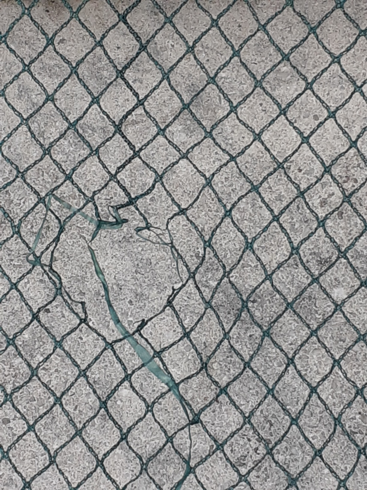Auch als Katzenschutz gut