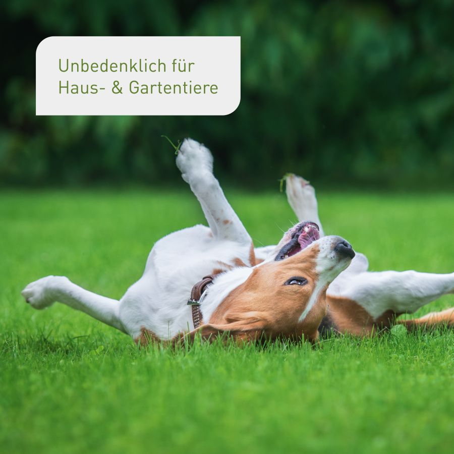 plantura-rasen-nachsaat-1-kg-premium-saatgutmischung image 6