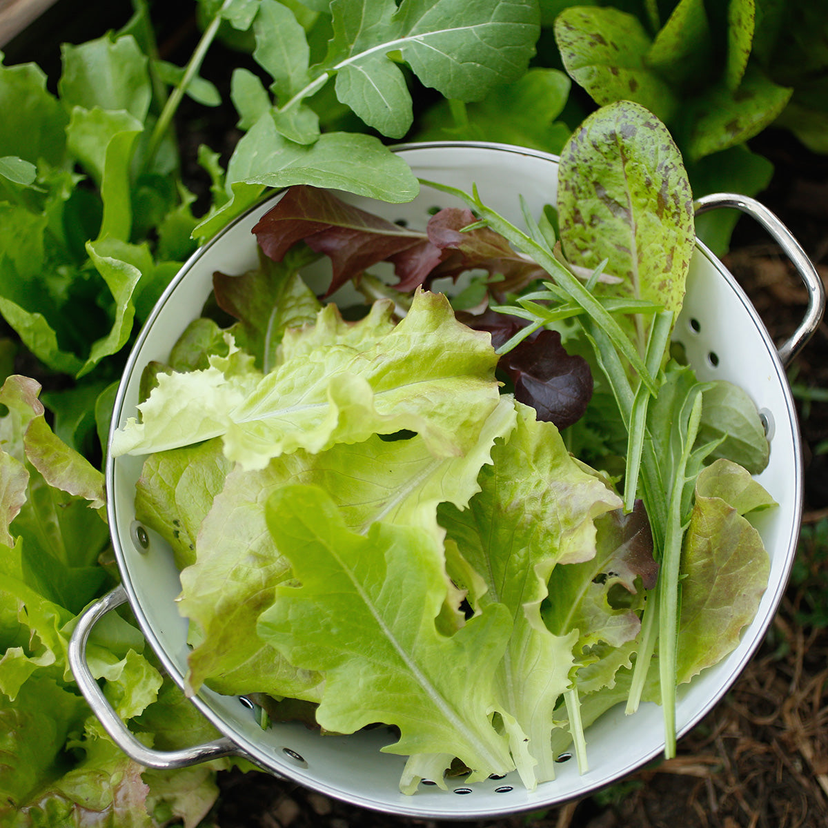 plantura-bio-franz-sische-salatmischung-mesclun-bio-saatgut image 2