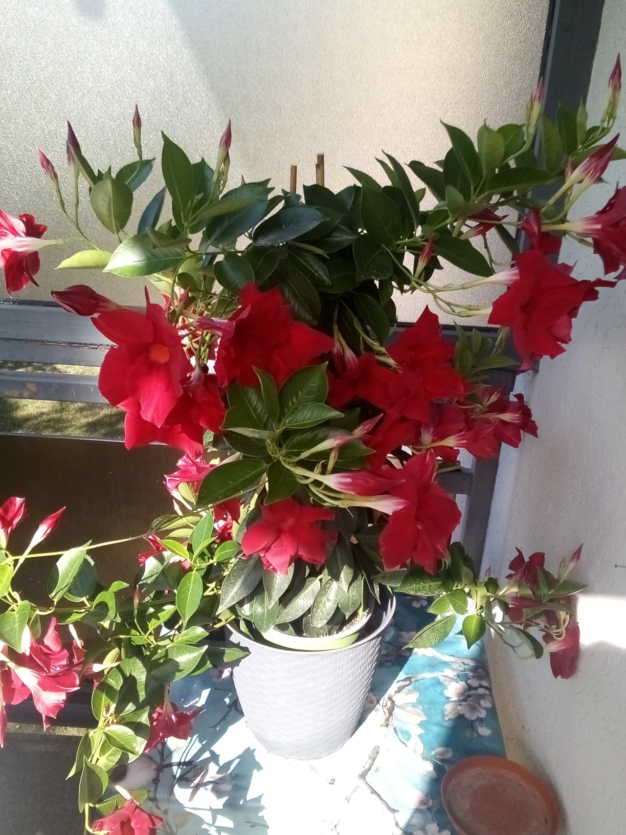 Balkon blüht wie verrückt