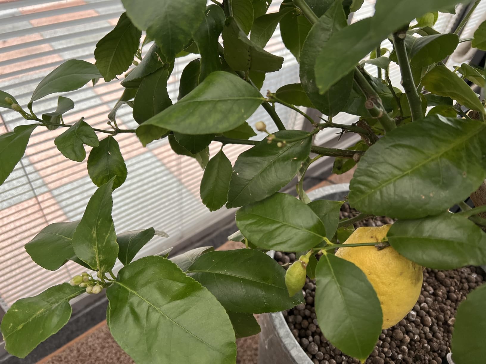 Kumquat sagt danke