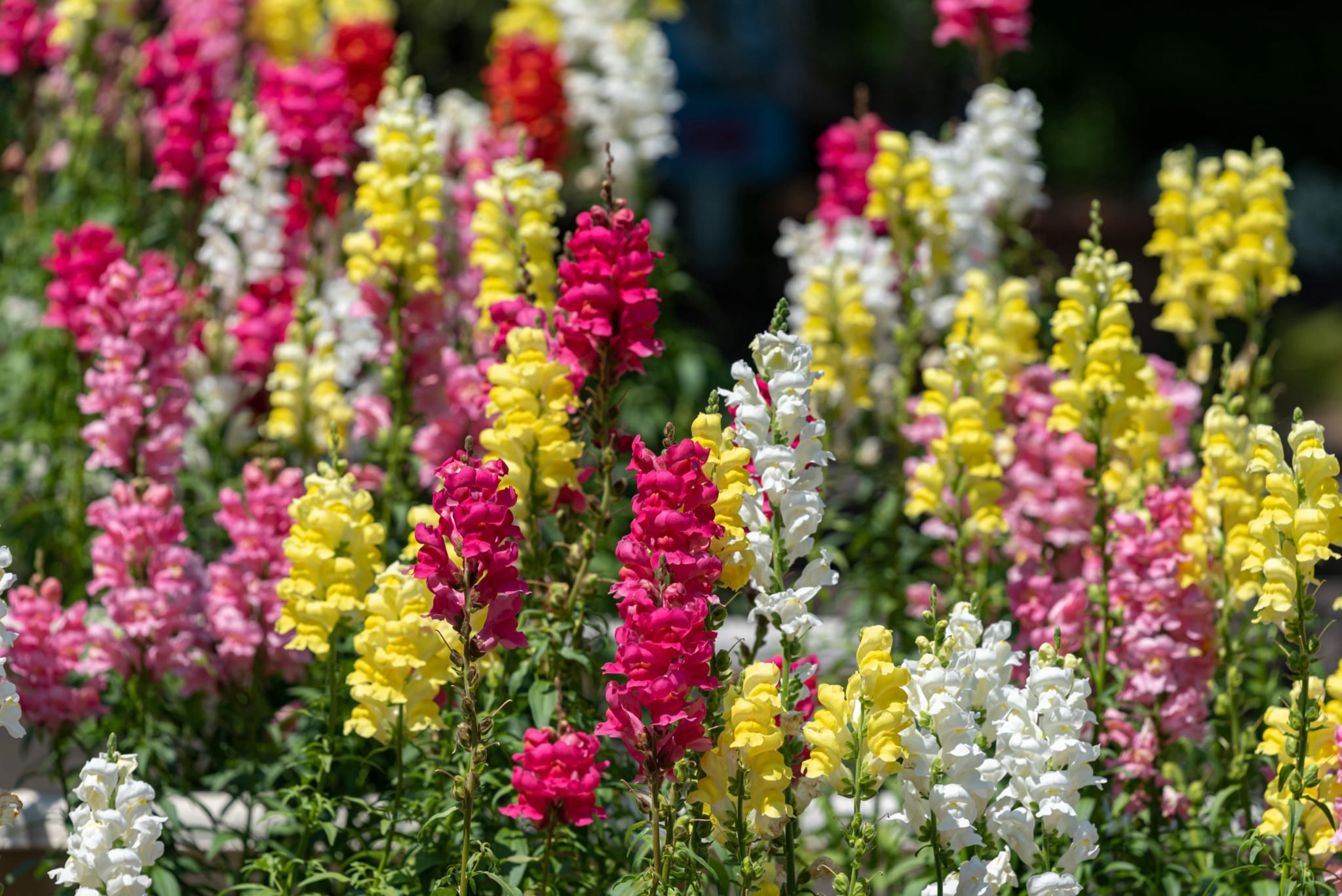 plantura-bio-l-wenm-ulchen-mischung-bio-blumensamen-antirrhinum-majus image 2