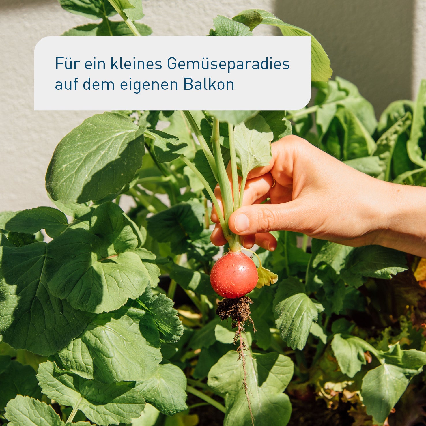 plantura-bio-balkongem-se-samen-set-mit-8-sorten image 4