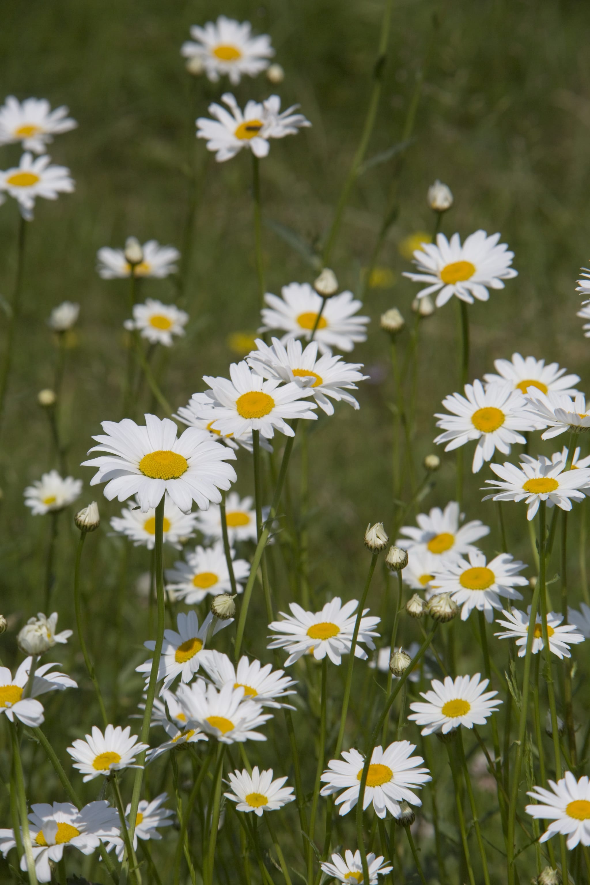 plantura-bio-kleine-margerite-wildblume-bio-saatgut image 2