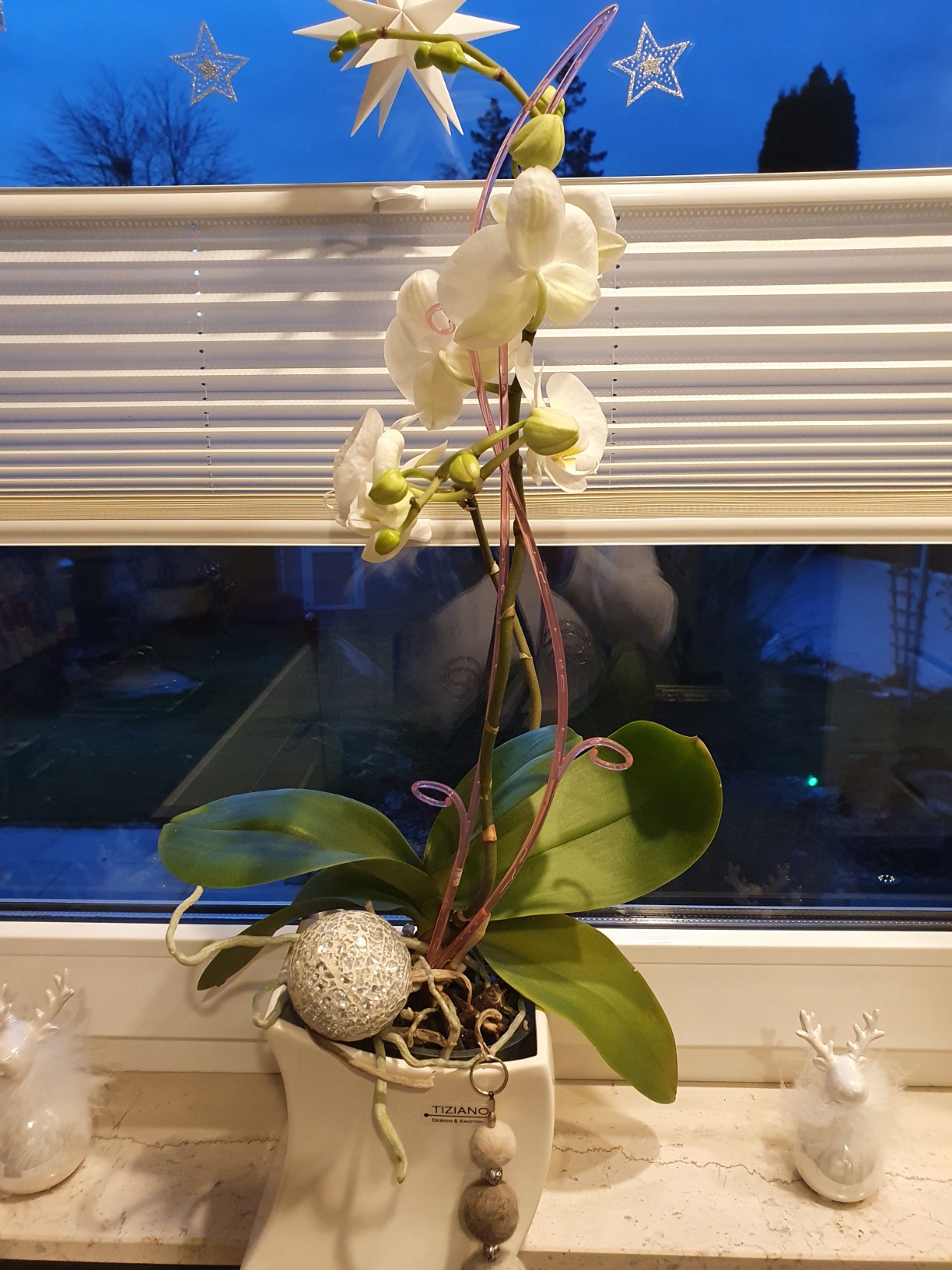Meine Orchideen lieben es