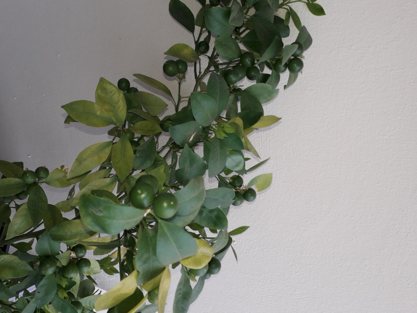 Rettung für meinen Zitronenbaum