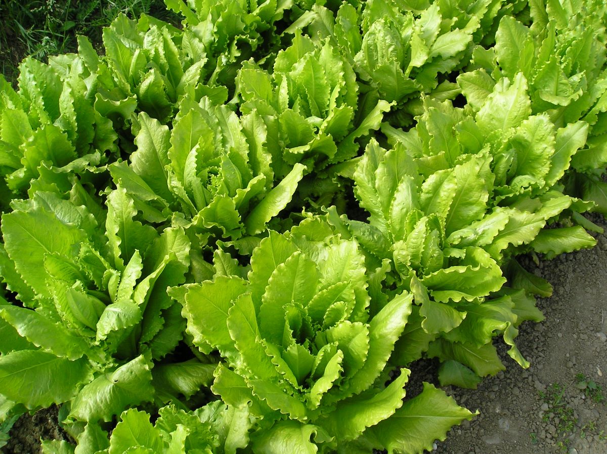 plantura-bio-pfl-cksalat-venezianer-bio-saatgut-blattsalat image 2