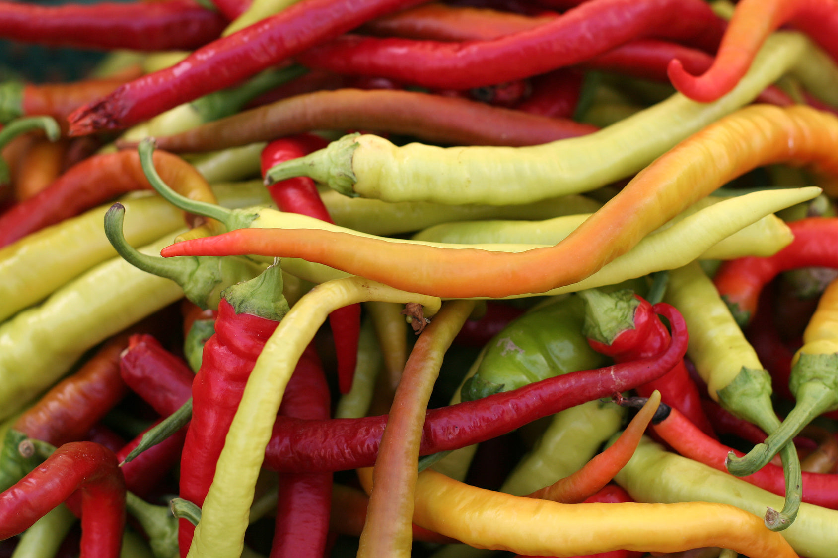 plantura-bio-pfefferoni-milder-spiral-bio-saatgut-paprika image 2