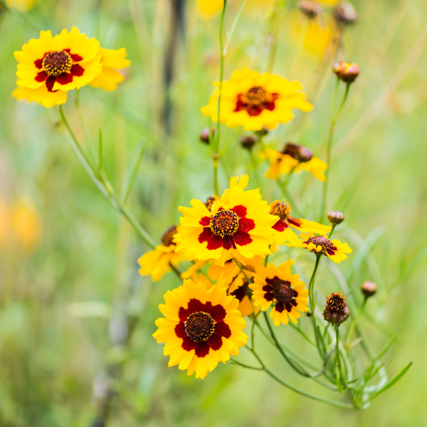 plantura-bio-m-dchenauge-coreopsis-tinctoria-bio-blumensaatgut image 2