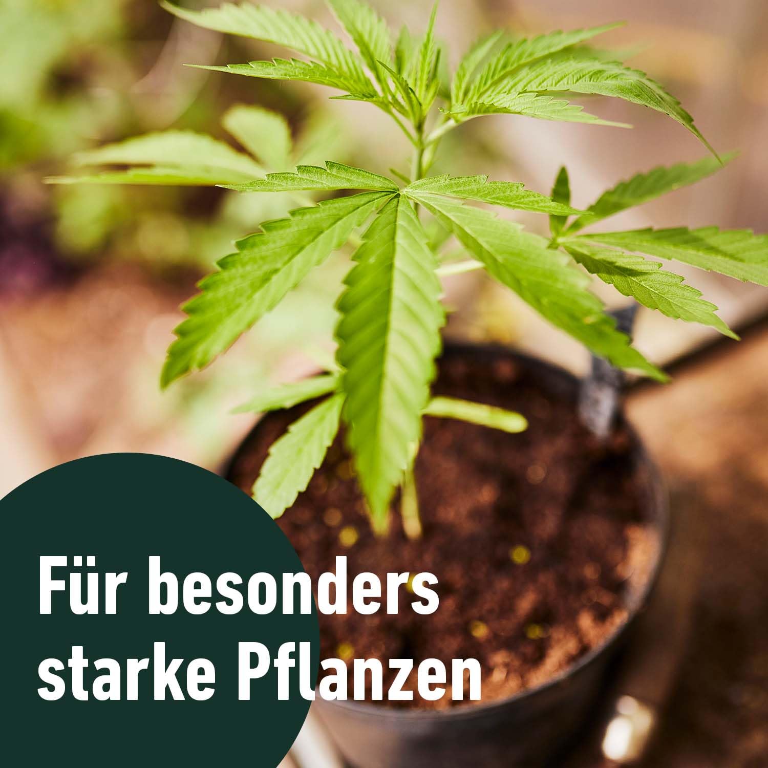 compo-grow-organic-all-mix-erde-50-l-organische-anzucht-und-pflanzerde-indoor-ou image 6