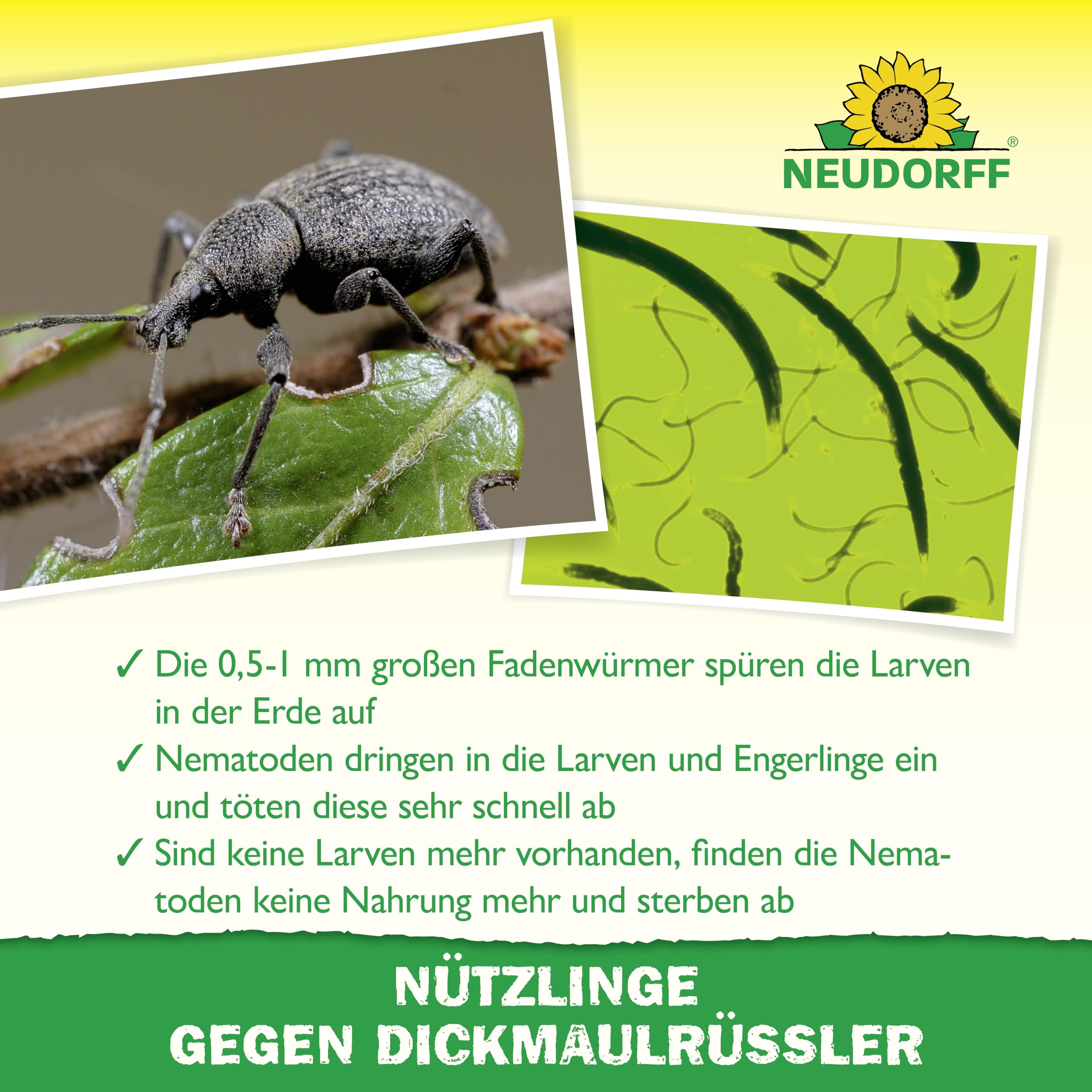 neudorff-hm-nematoden-n-tzlinge-gegen-dickmaulr-ssler-50-mio-f-r-100-m image 4