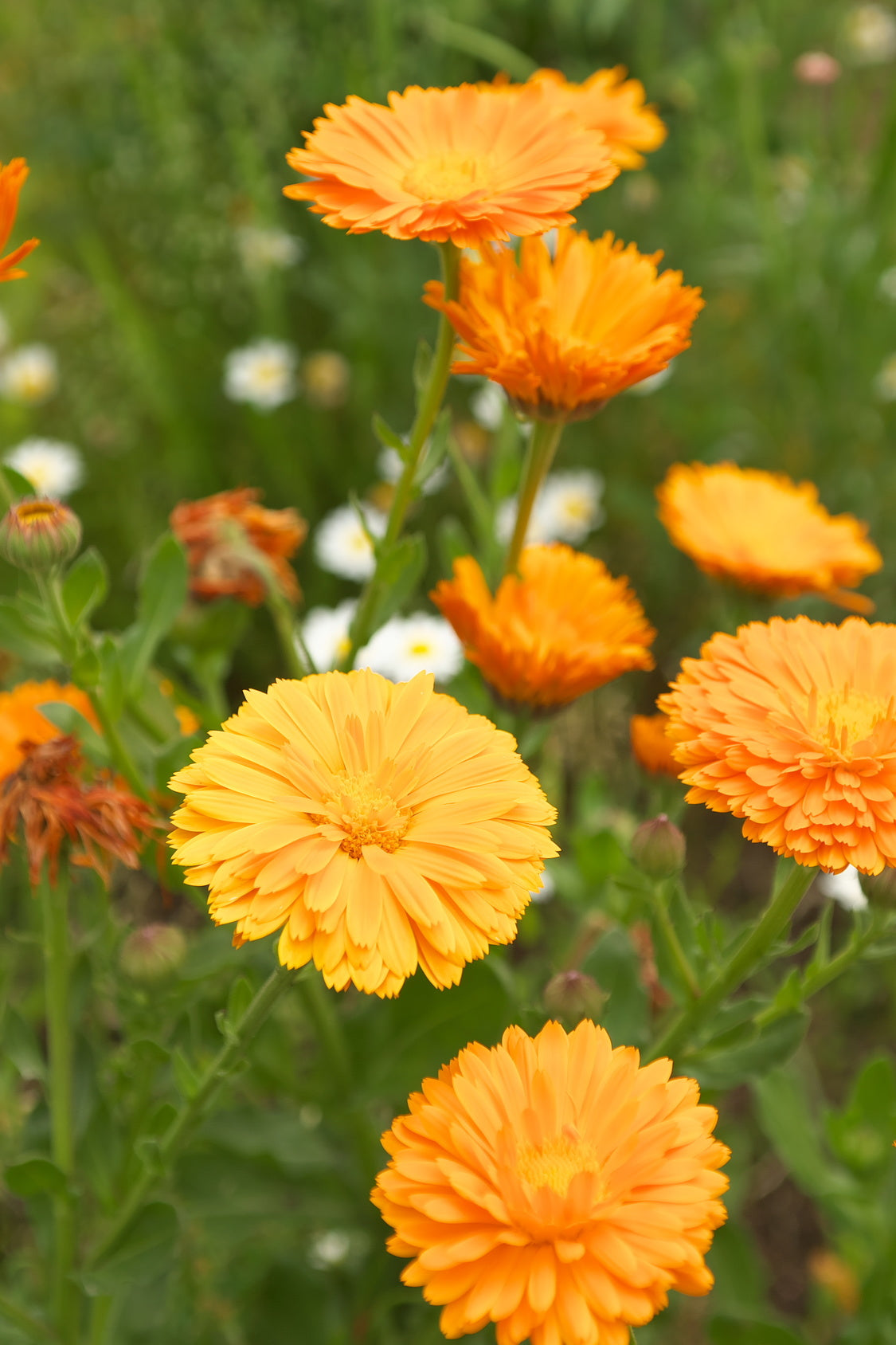 plantura-bio-ringelblume-orange-bio-saatgut image 2