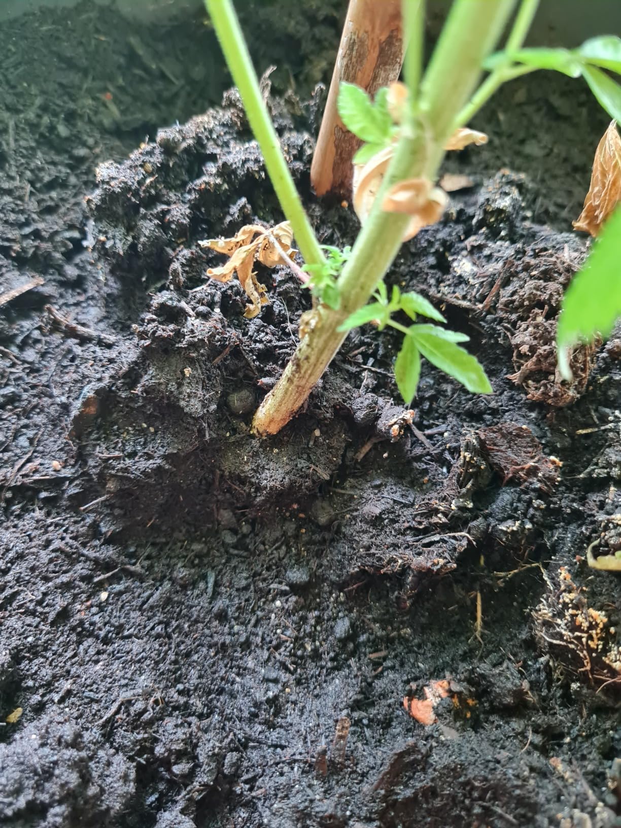 Kräftige Jungpflanzen