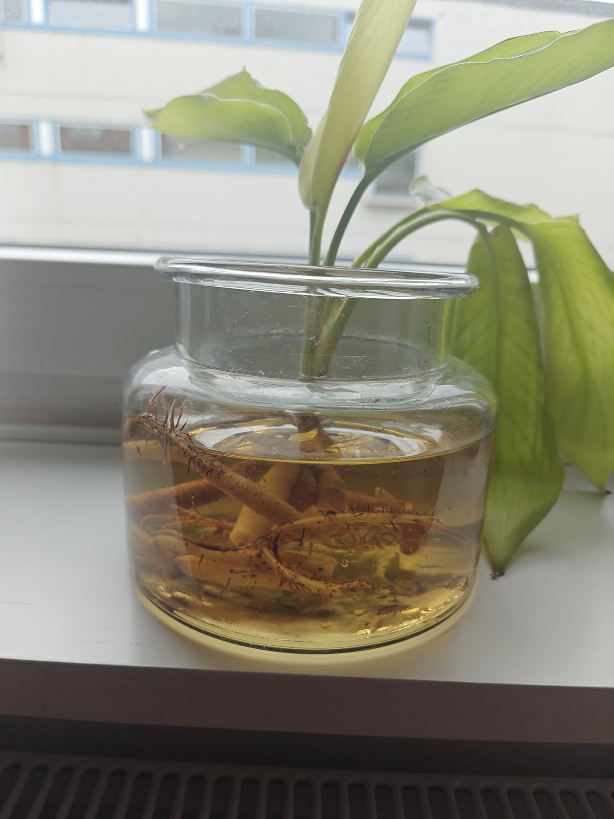 Endlich was für Hydrokultur