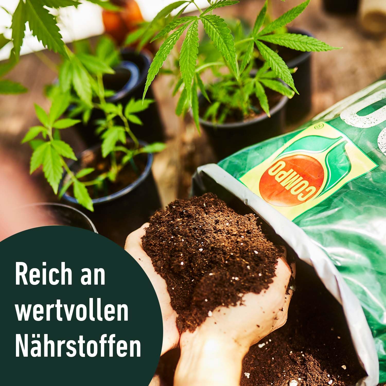 compo-grow-organic-all-mix-erde-50-l-organische-anzucht-und-pflanzerde-indoor-ou image 5