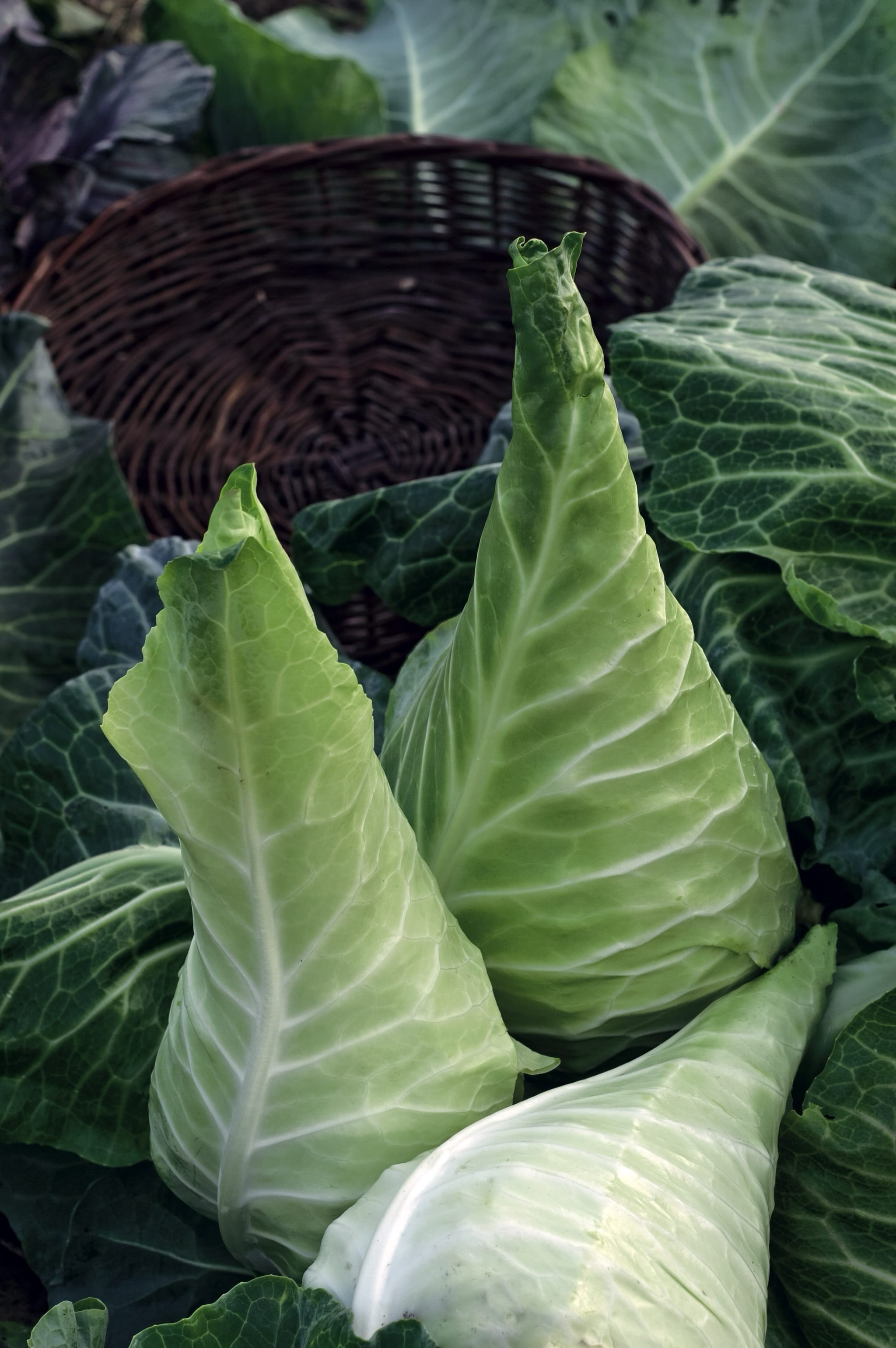plantura-bio-wei-kohl-filderkraut-sp-t-bio-saatgut image 2