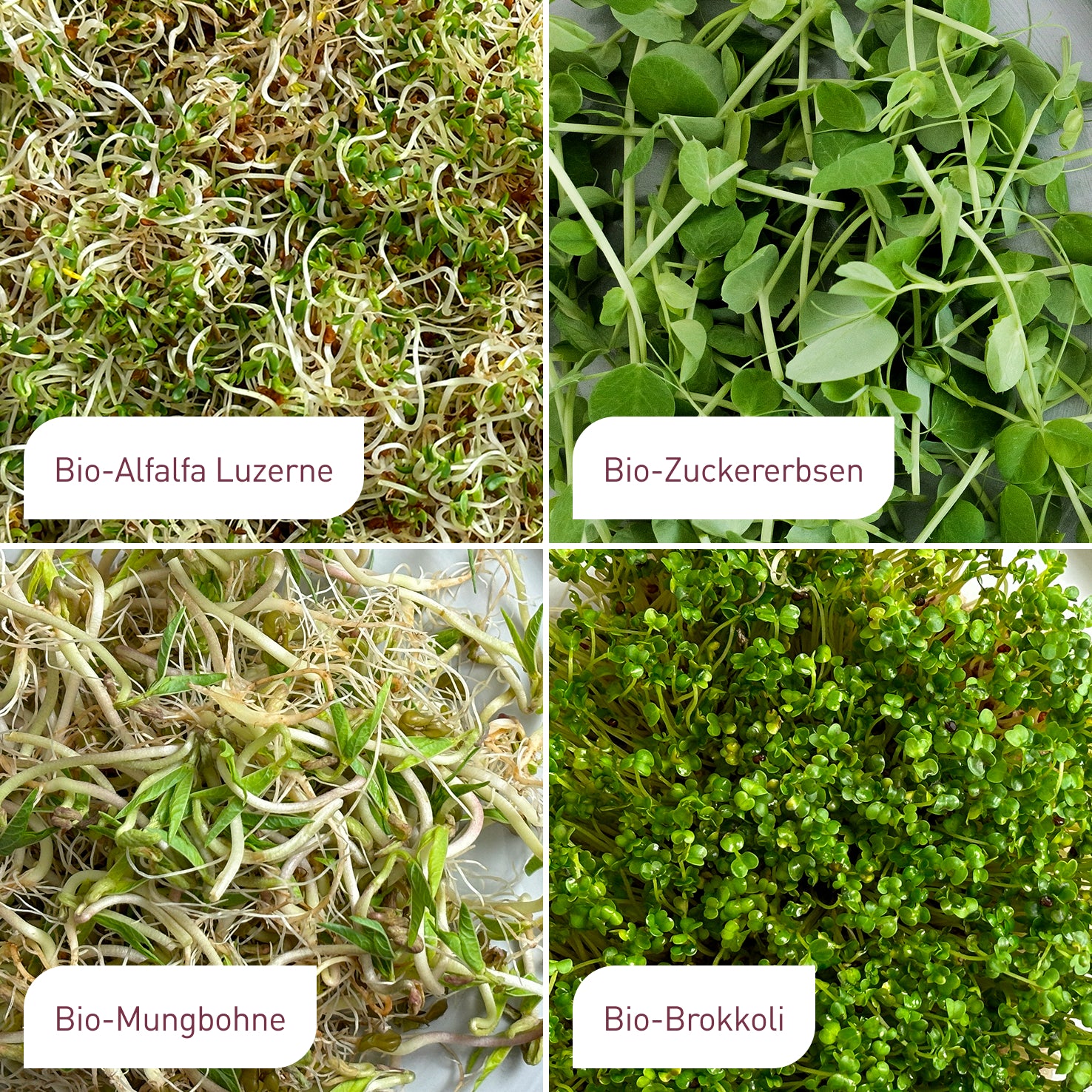 plantura-bio-sprossen-samen-set-mild-4-x-40-g-saatgut-set image 2