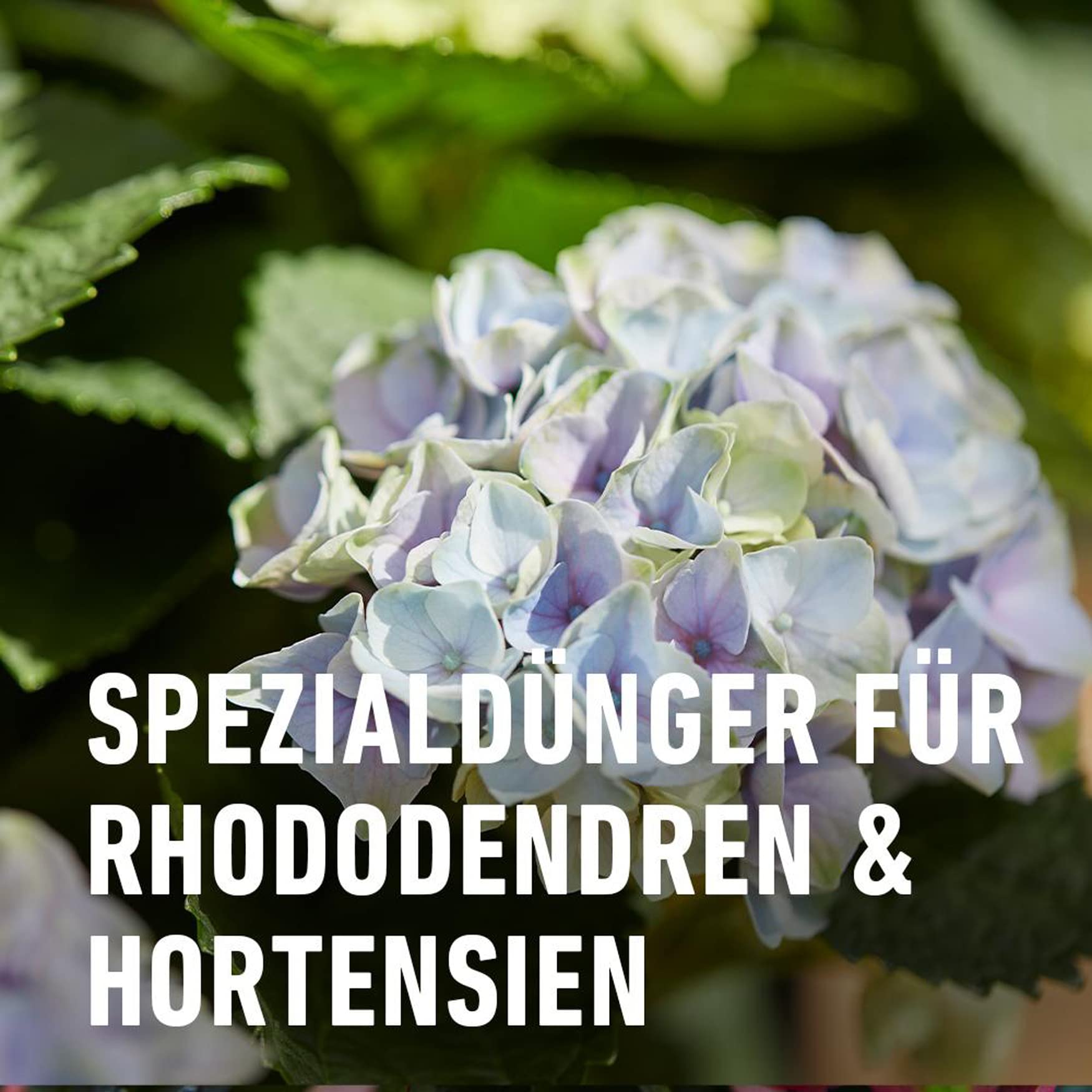 compo-rhodo-und-hortensien-vital-1-kg-pflanzenst-rkungsmittel image 3