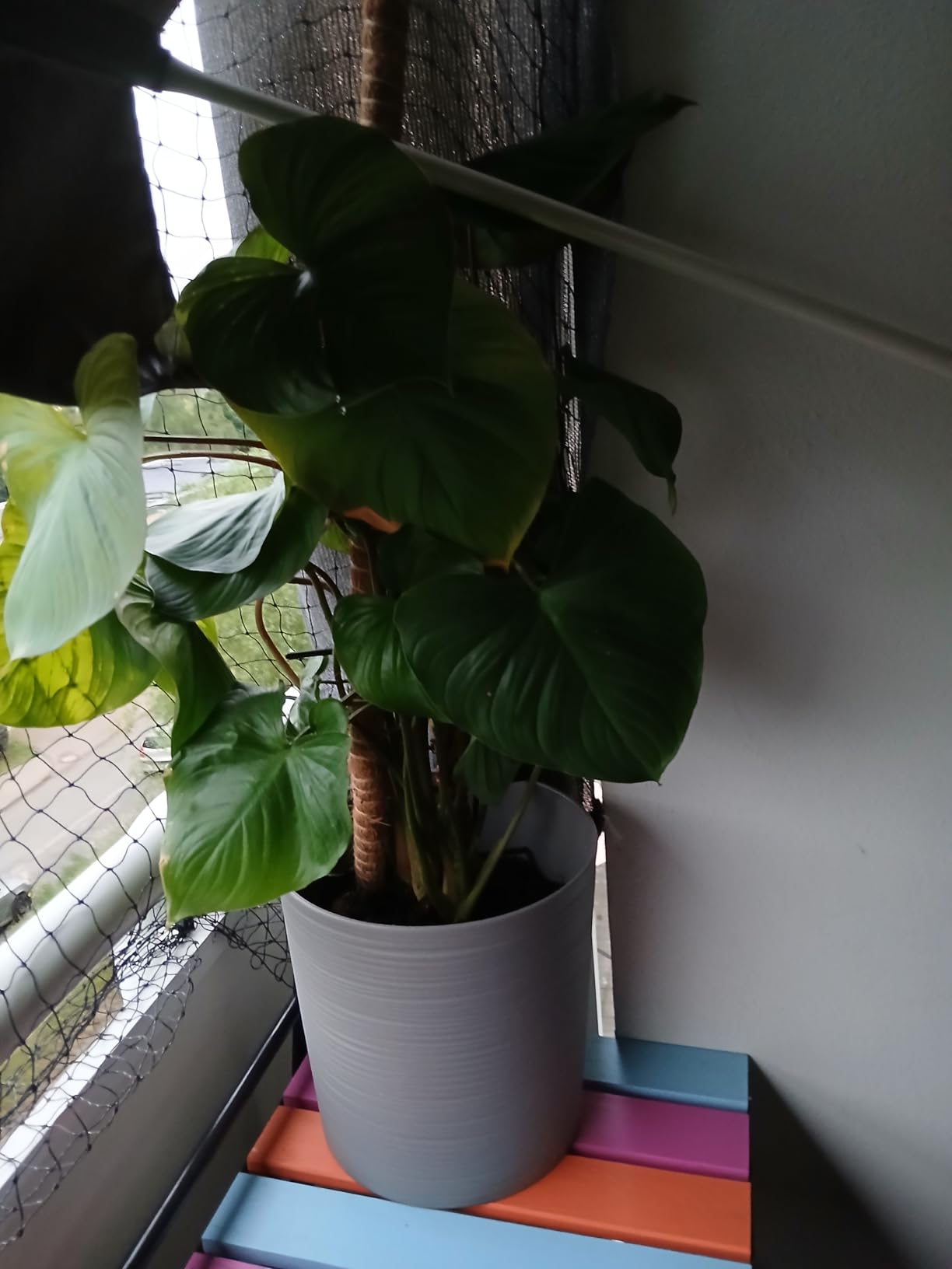 Für meine Palmen zu nass