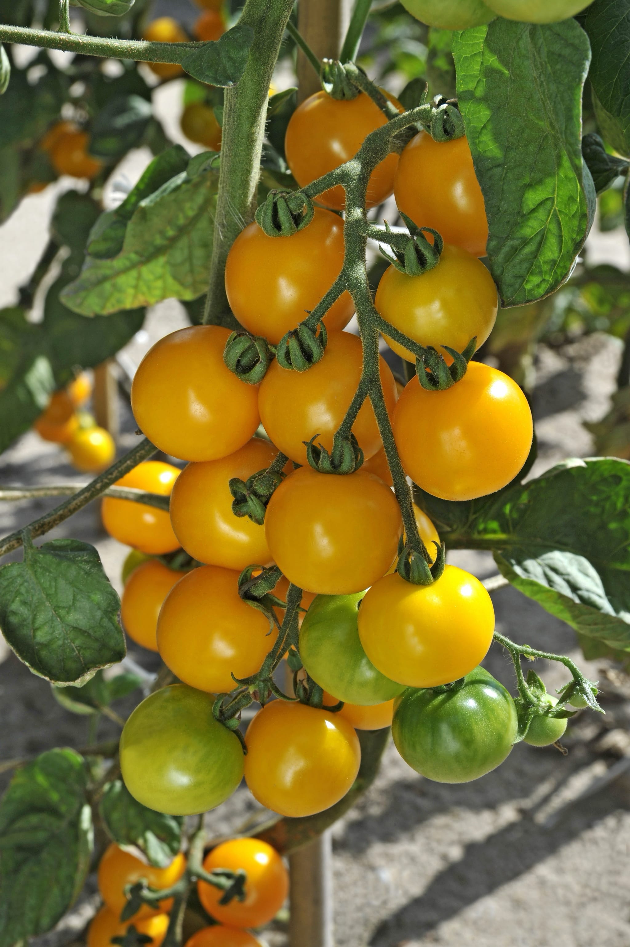plantura-bio-tomate-justens-gelbe-bio-tomatensaatgut-f-r-freiland-und-gew-chshau image 2
