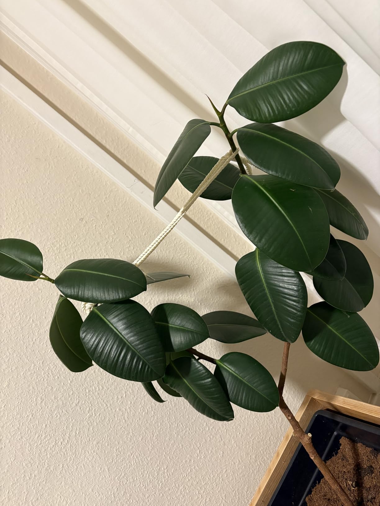 Must-have für Plantlover