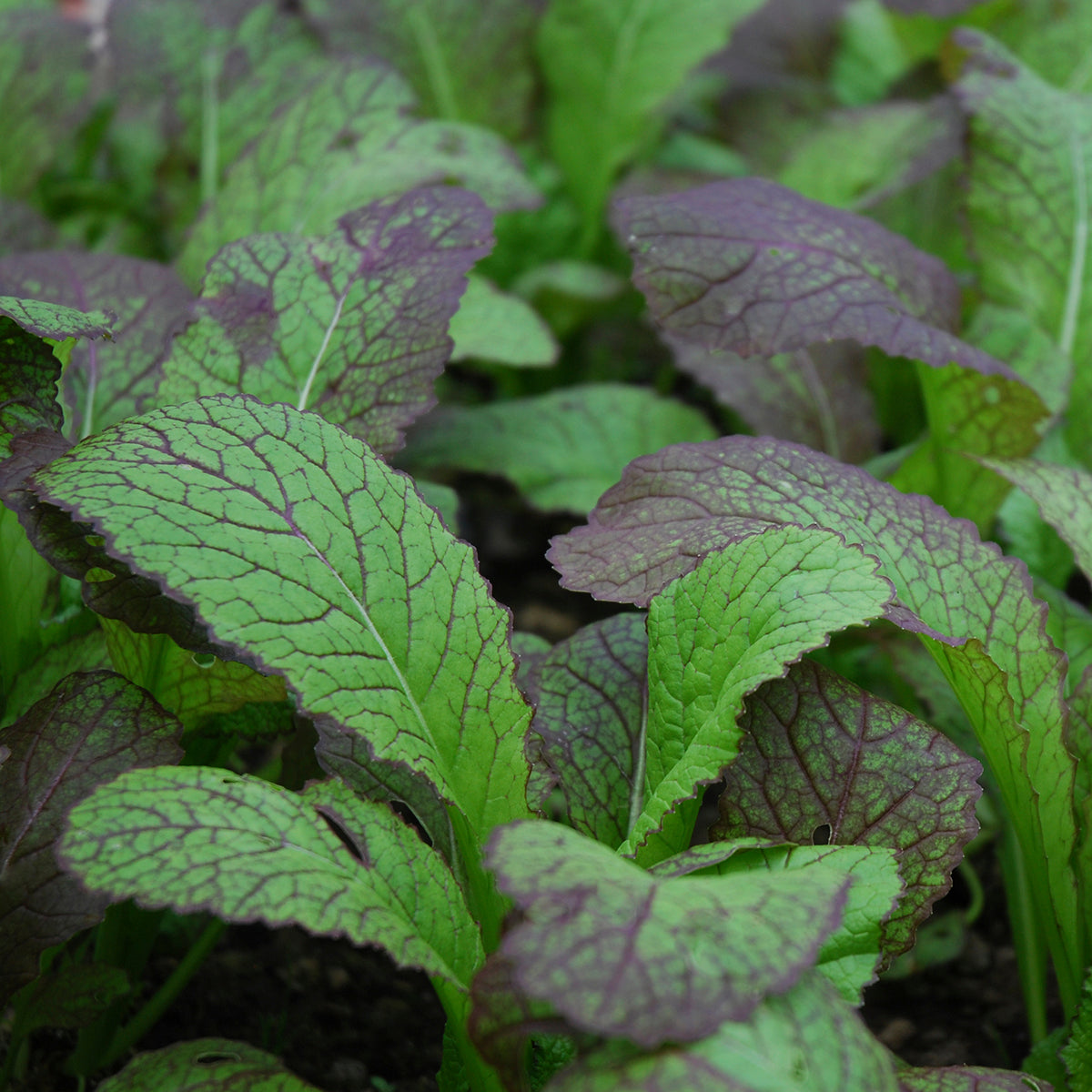 plantura-bio-asia-salat-red-giant-bio-saatgut image 2