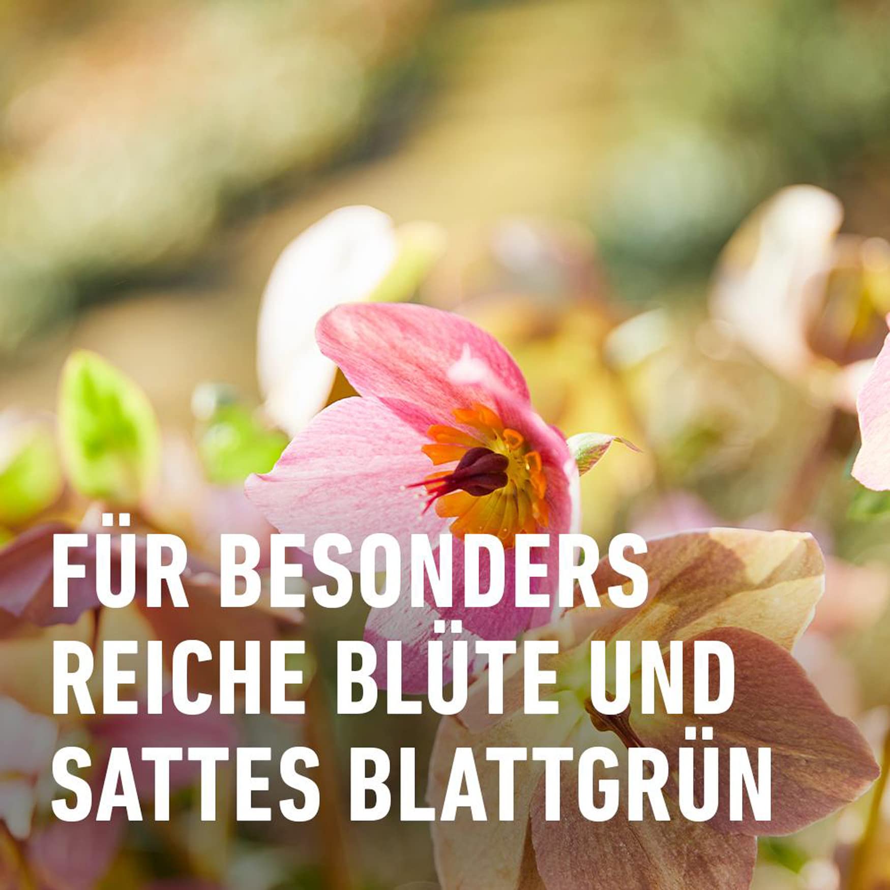 compo-bio-blumend-nger-1-3-l-nat-rlicher-fl-ssigd-nger-f-r-bl-hpflanzen image 4