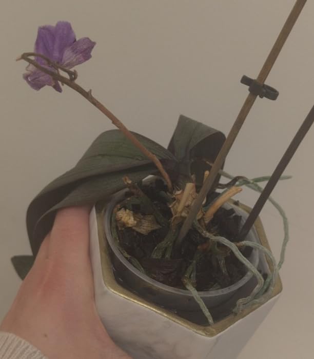 Rettung für müde Orchideen