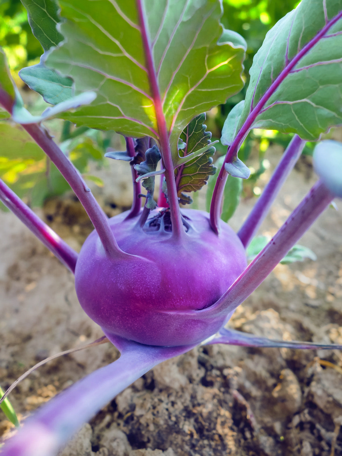 plantura-bio-kohlrabi-blauer-delikatess-fr-h-bio-saatgut image 2