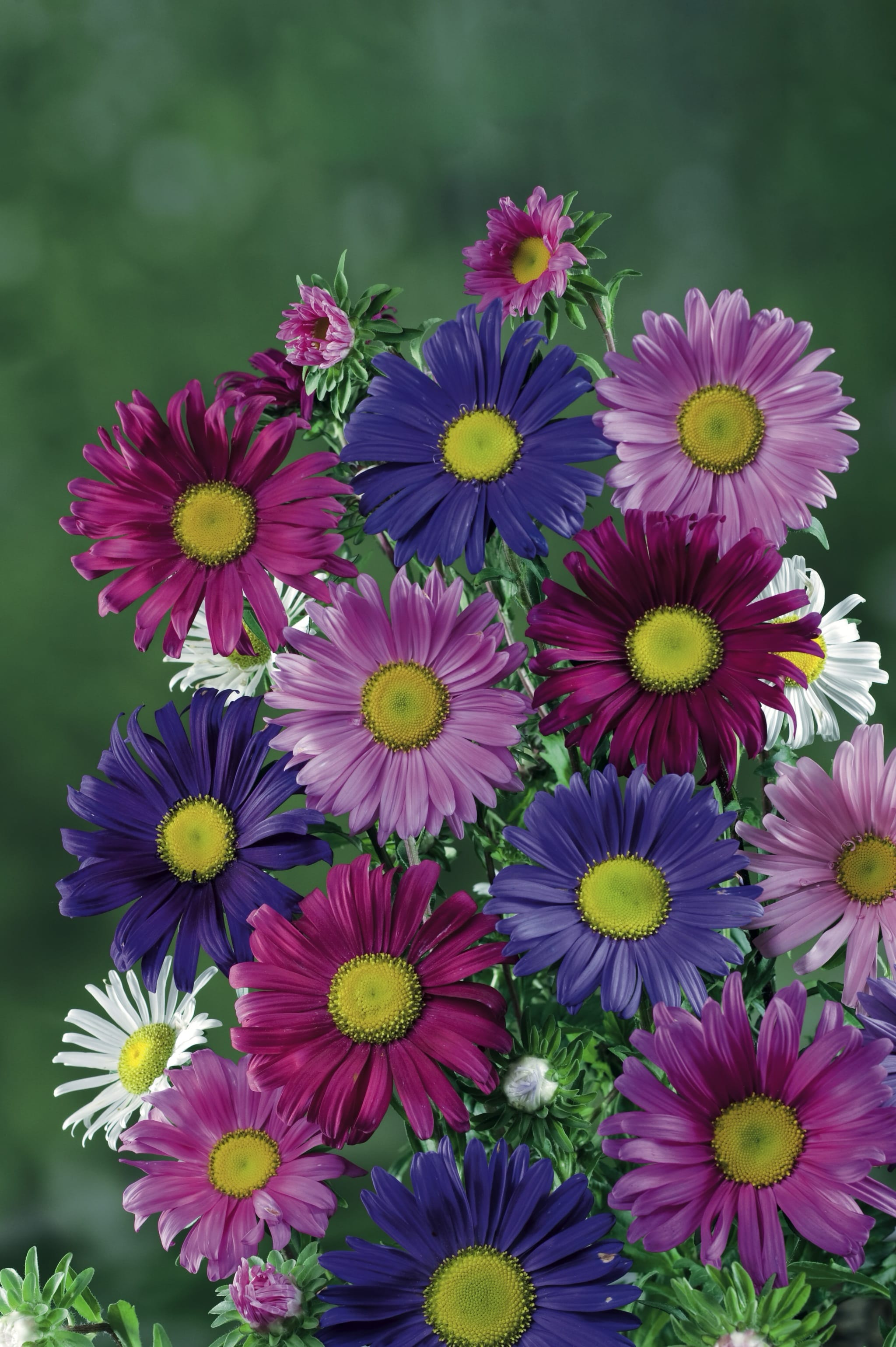 plantura-bio-sommeraster-mischung-bio-saatgut image 2