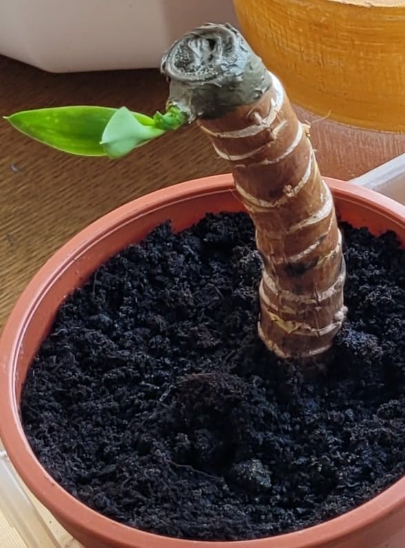 Apfelbaum super versorgt