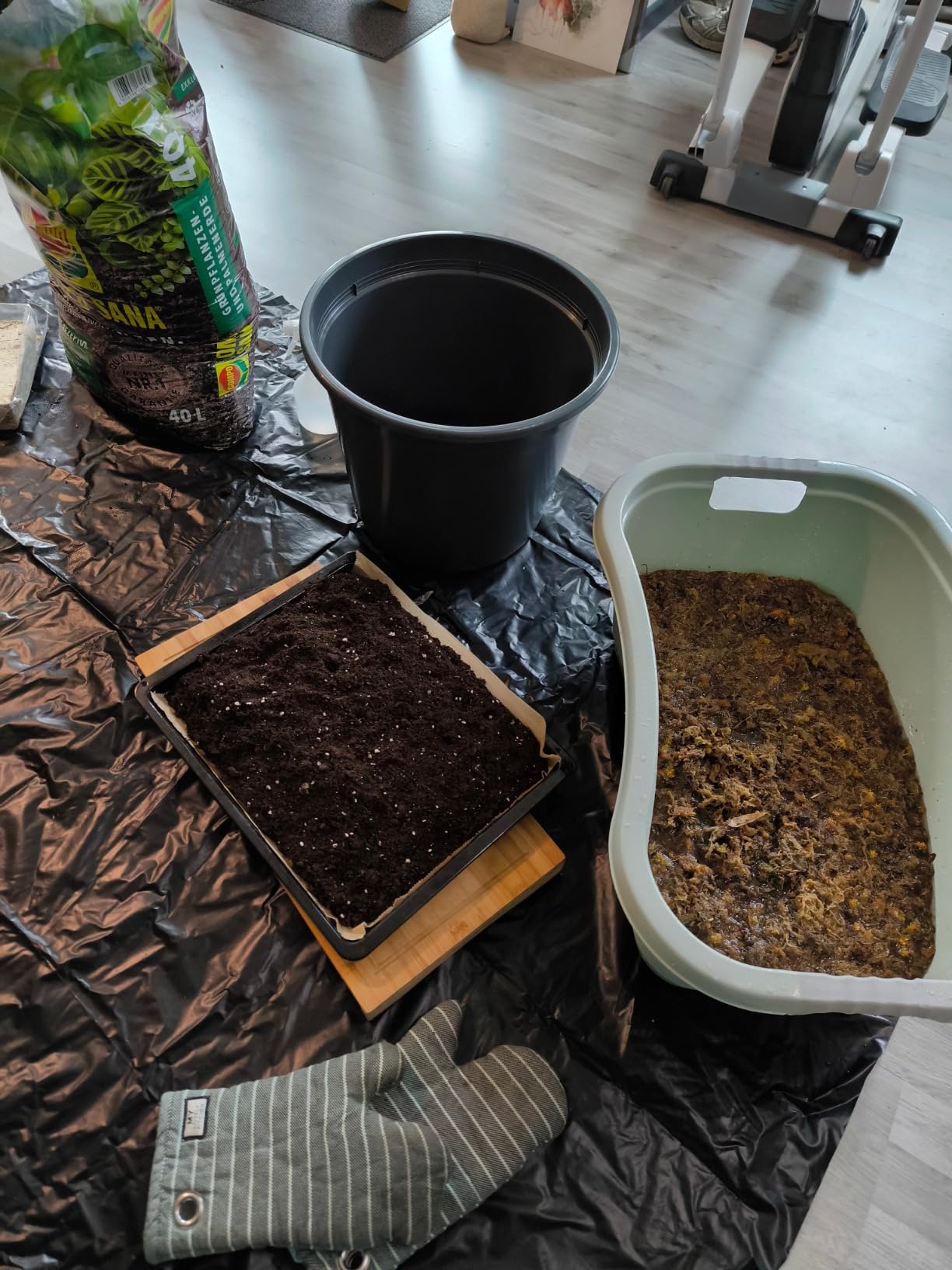 Sattes Grün nach vier Wochen