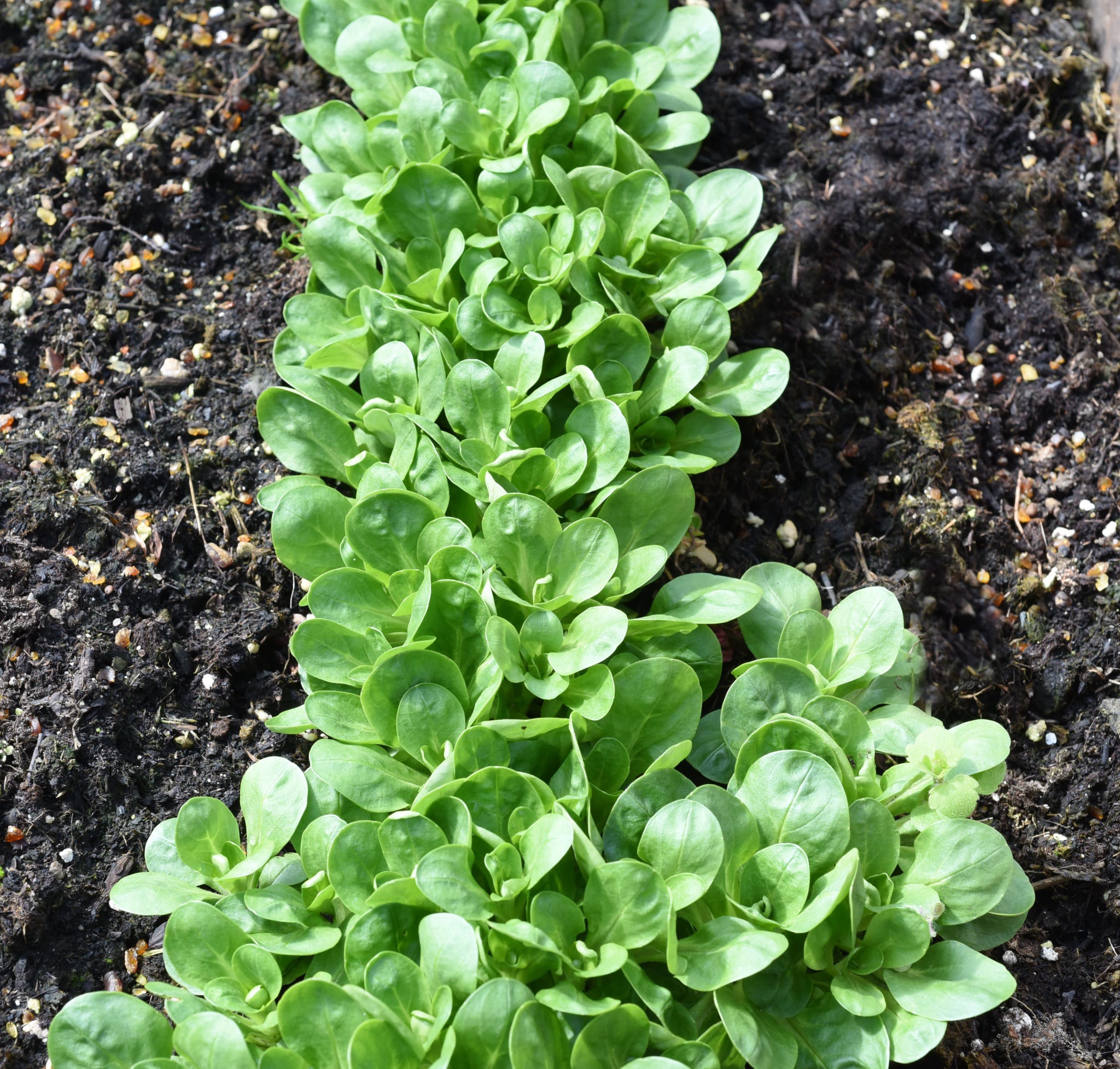 plantura-saatband-bio-feldsalat-mischung image 2