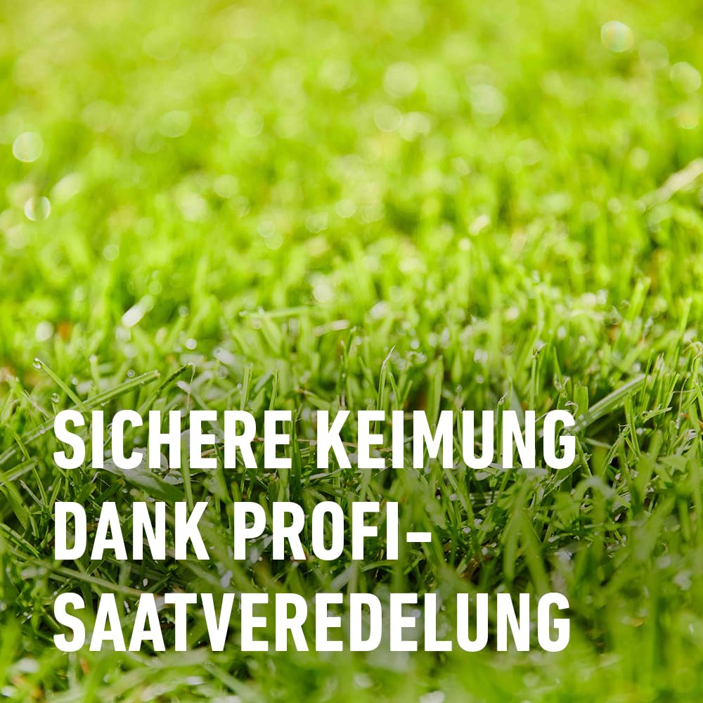 compo-saat-nachsaat-rasen-2-kg-f-r-100-m-schnellkeimende-rasensamen image 7