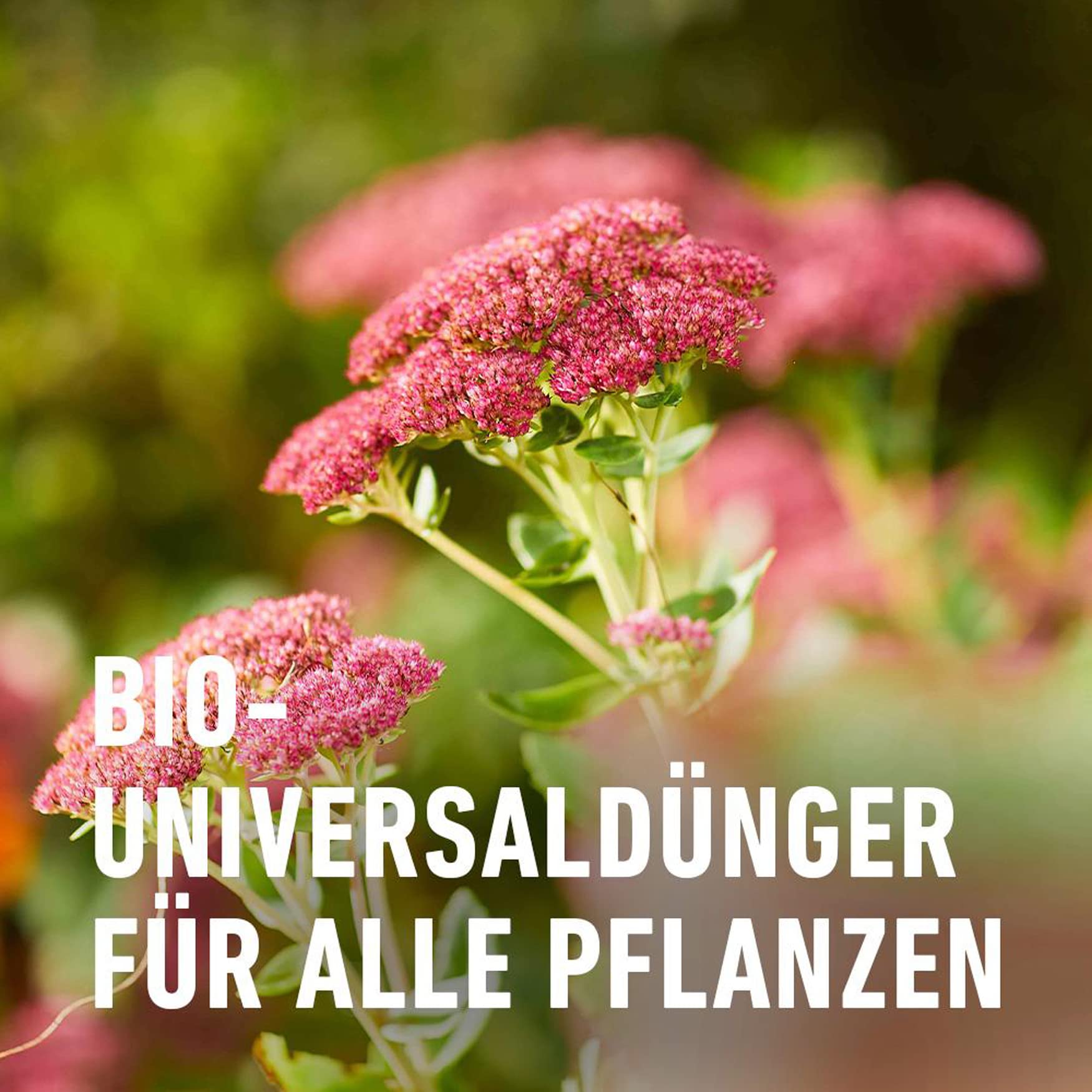compo-bio-blumend-nger-1-3-l-nat-rlicher-fl-ssigd-nger-f-r-bl-hpflanzen image 3