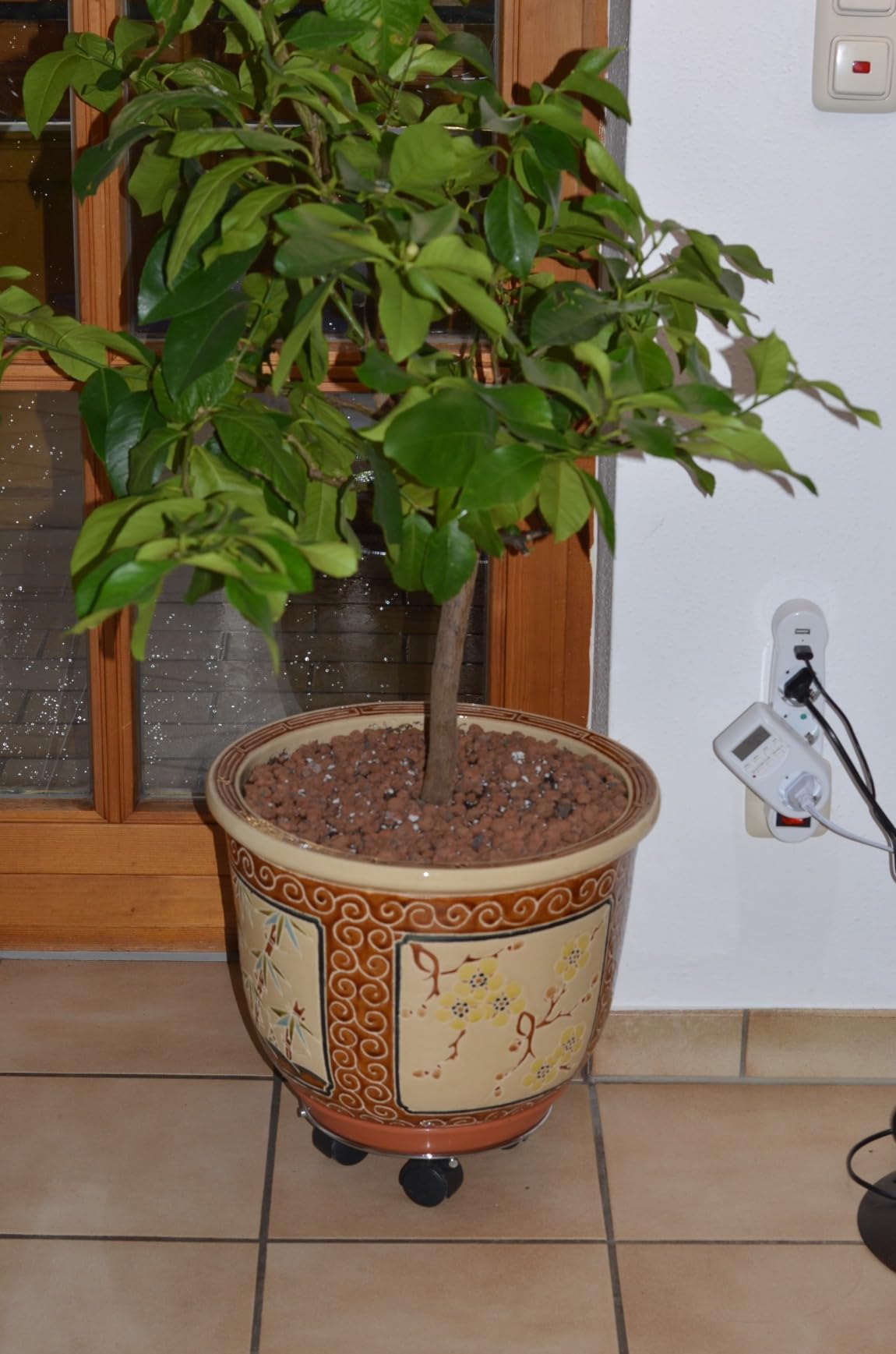 Oleander explodiert
