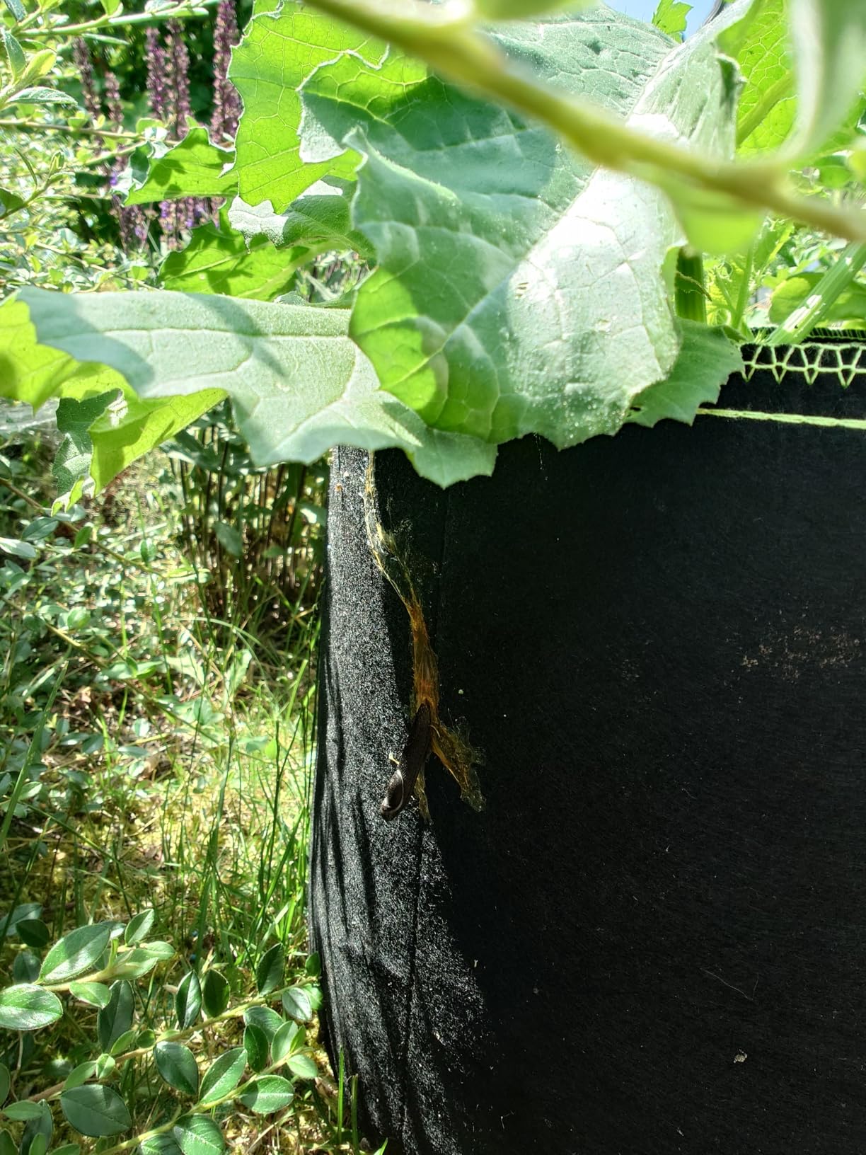 Wirkt, aber Igel fressen Köder?
