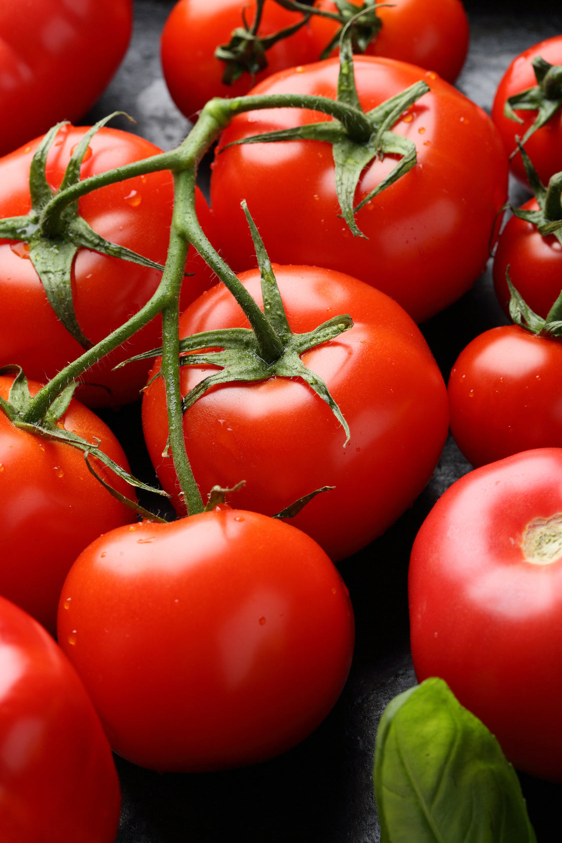 plantura-bio-tomate-matina-bio-saatgut-freilandtomate image 2