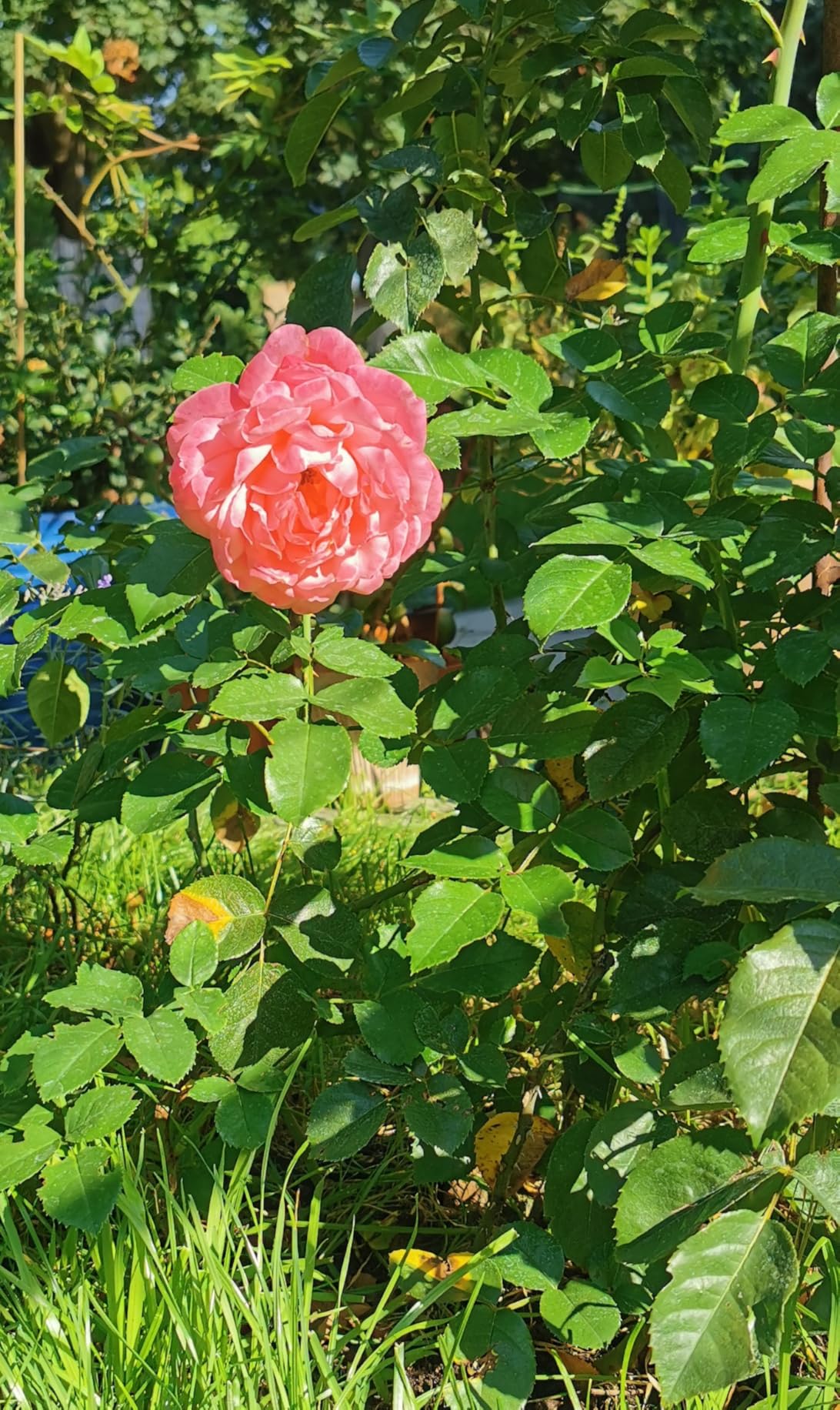 Rosen blühen wie verrückt