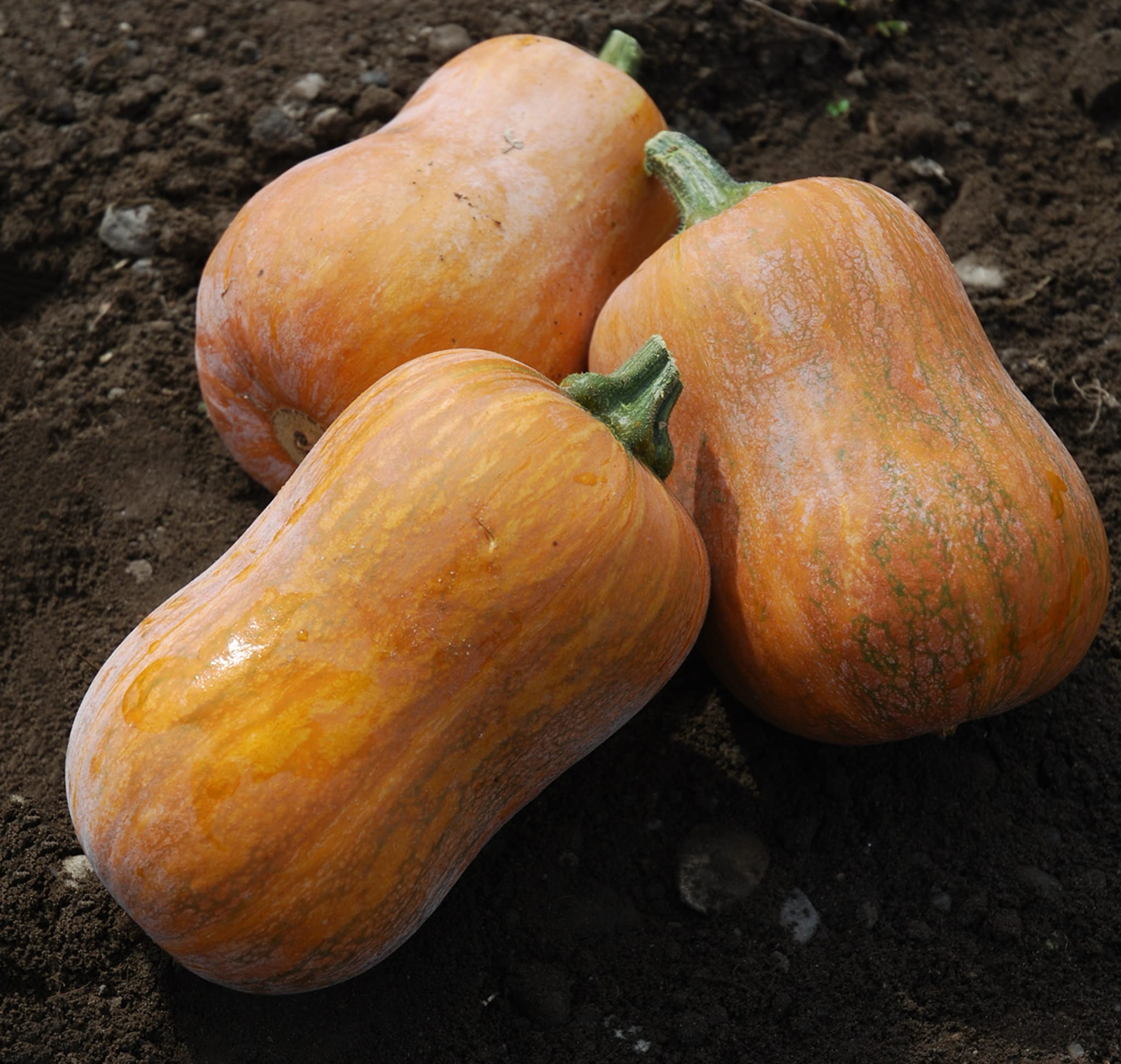 plantura-bio-k-rbis-honeynut-bio-saatgut image 2