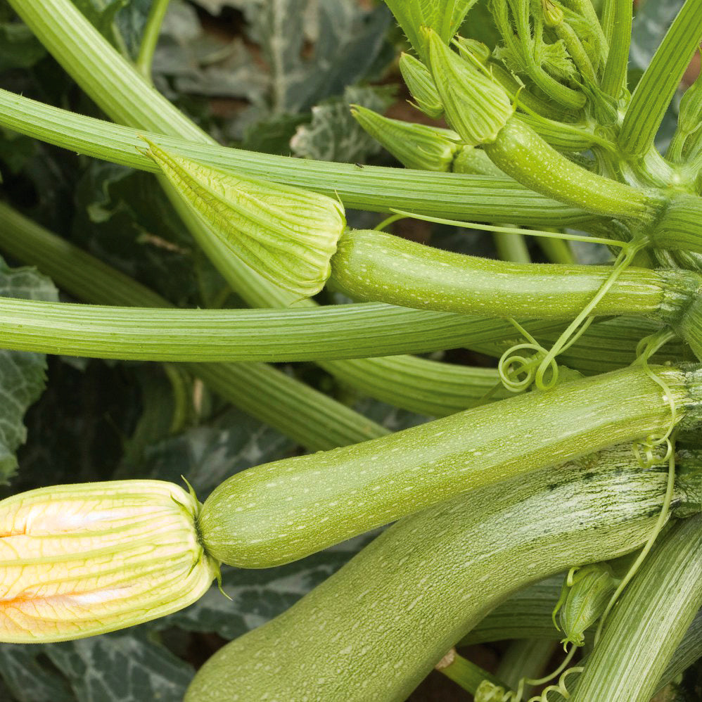 plantura-bio-zucchini-alberello-di-sarzana-bio-saatgut image 2