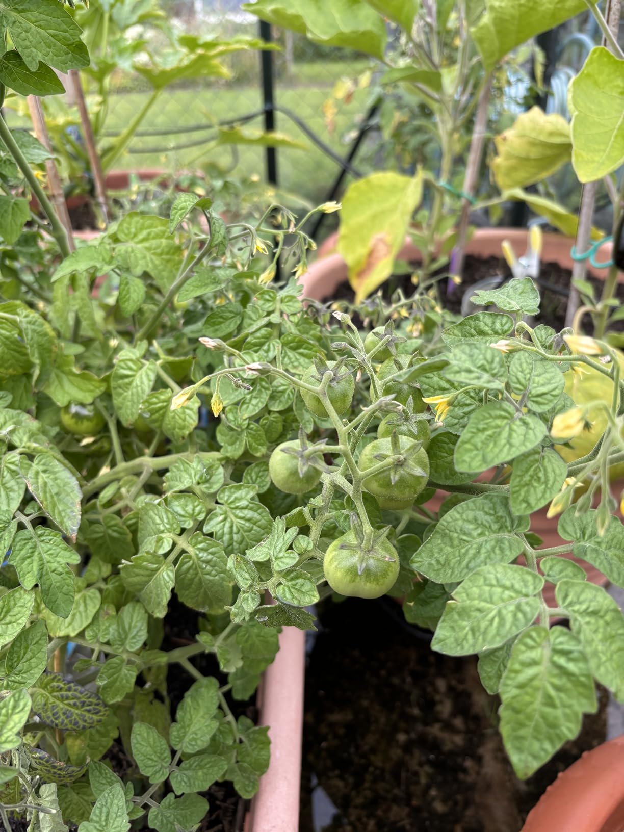 Balkontomaten lieben es