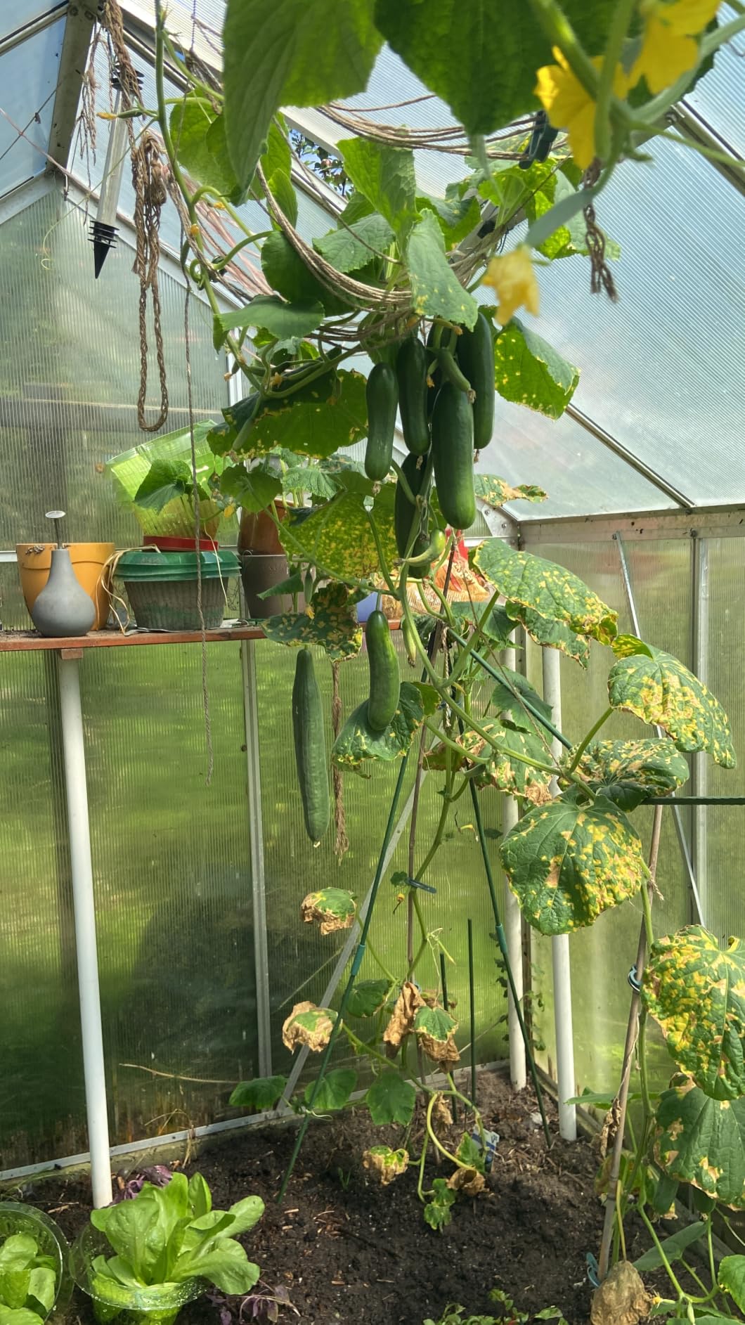 Top für Garten und Gemüse