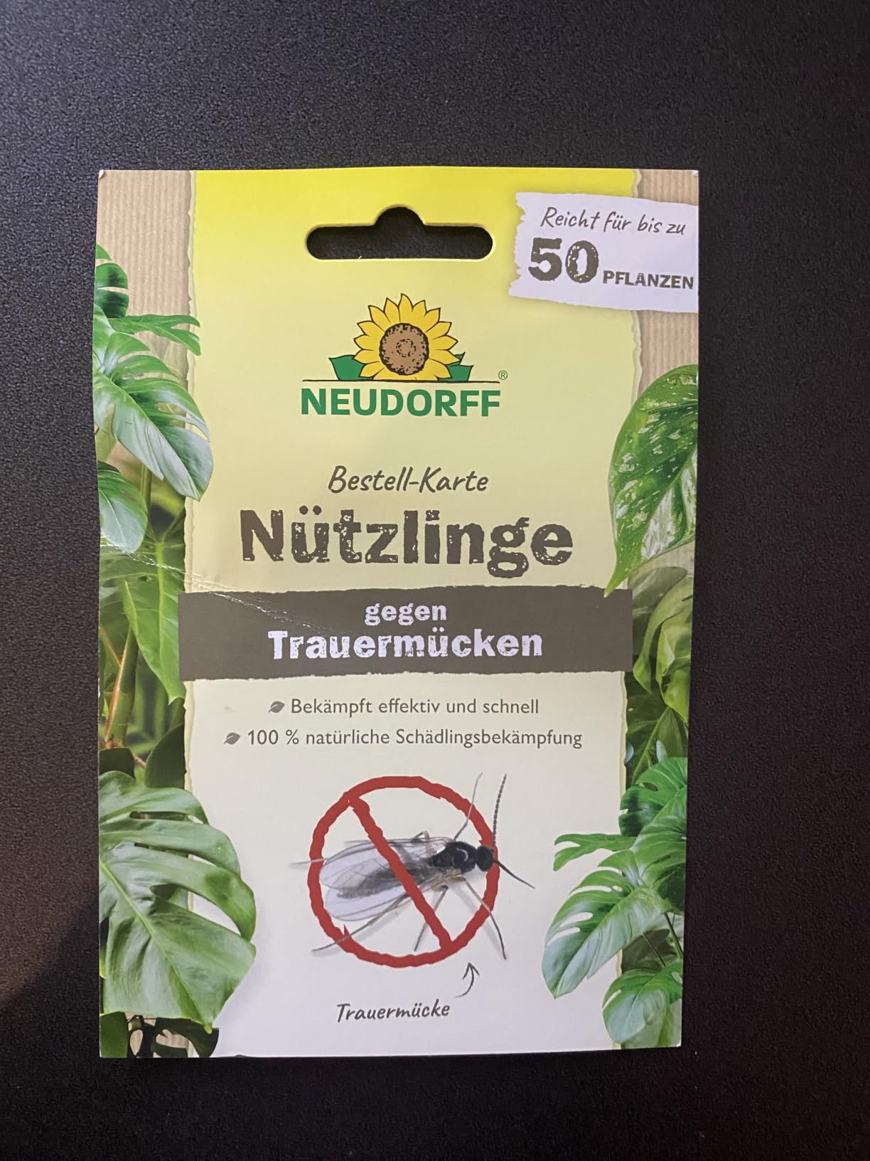 Rettung für meine Monstera