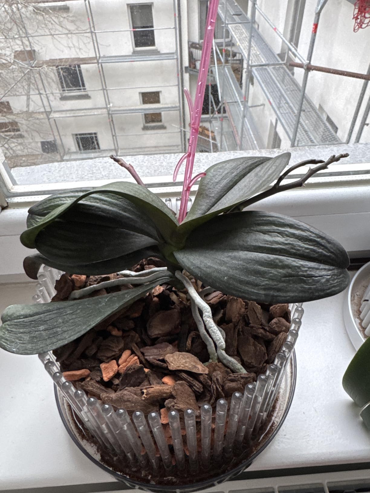 Meine Orchideen blühen wieder