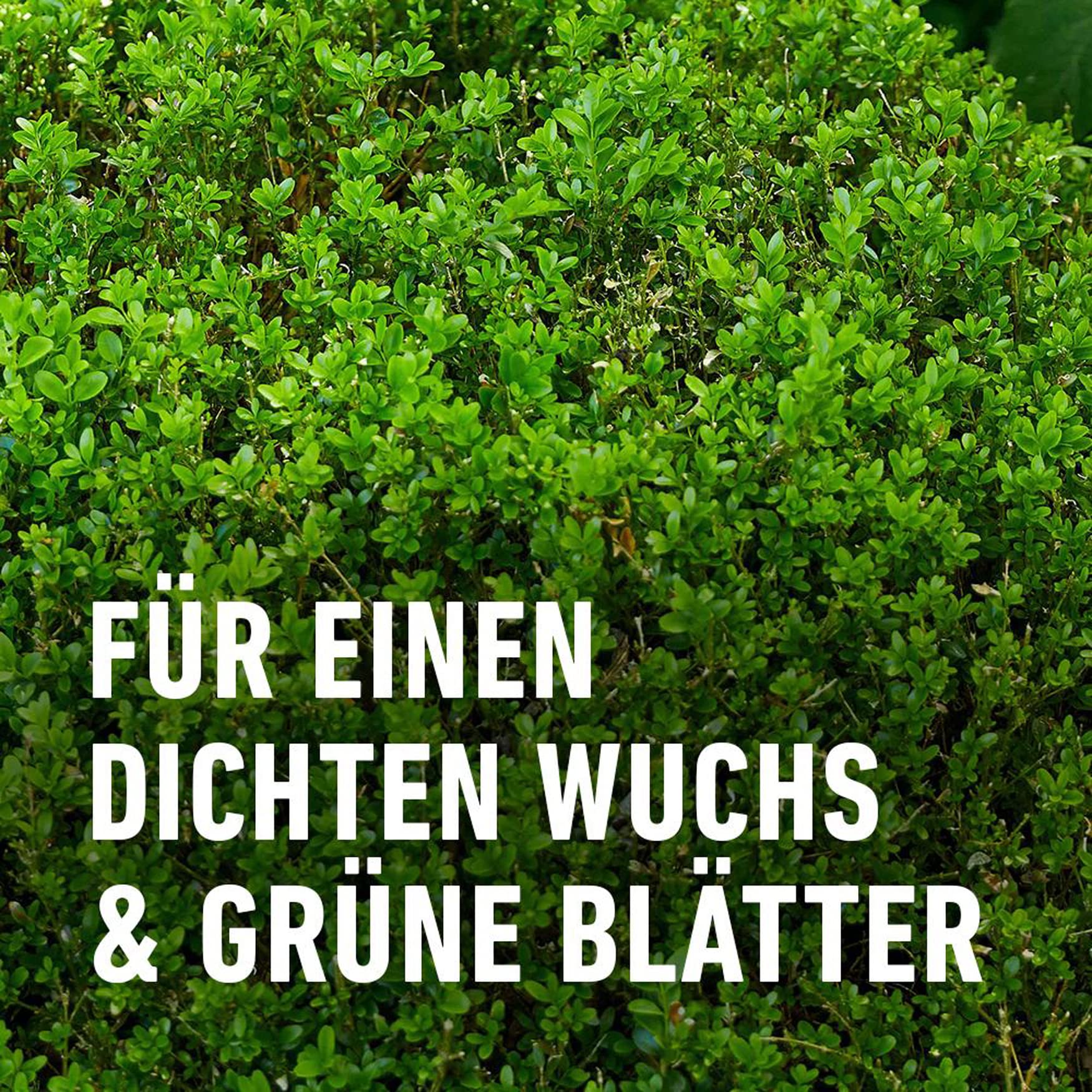 compo-buchsbaum-und-ilexd-nger-1-l-fl-ssigd-nger-mit-extra-eisen image 6