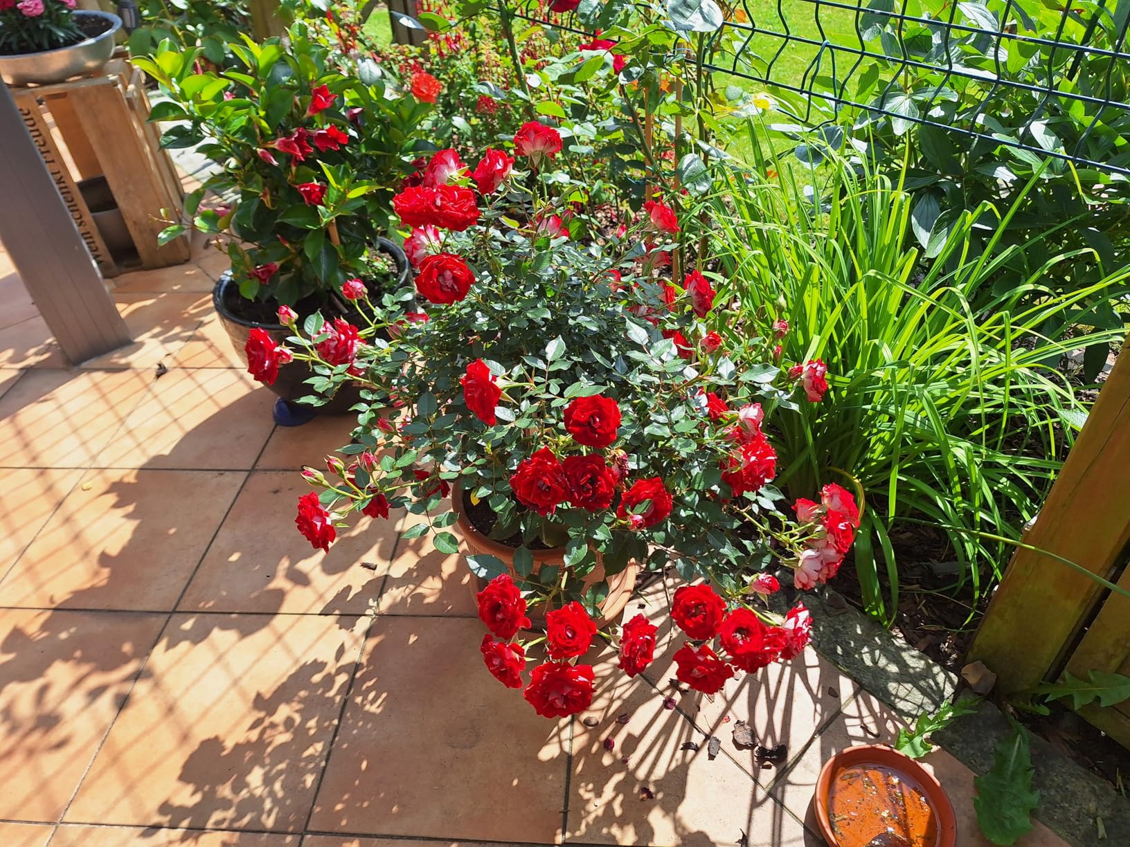 Beste Rosen seit Jahren