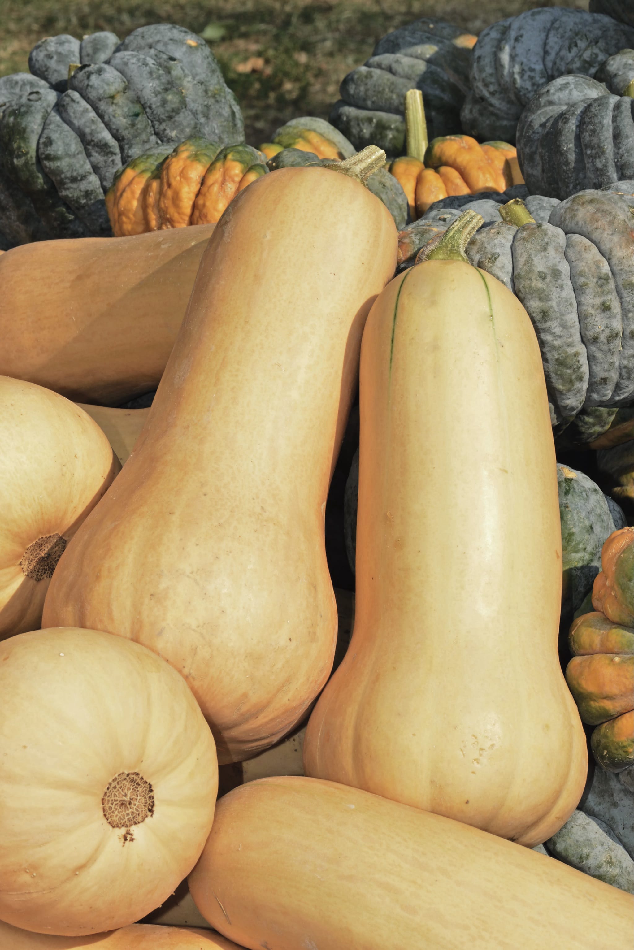 plantura-bio-k-rbis-butternut-waltham-bio-saatgut image 2