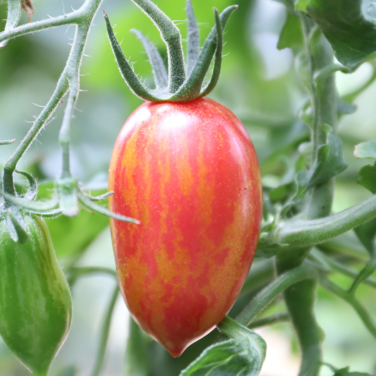 plantura-bio-tomate-pink-tiger-bio-saatgut image 2