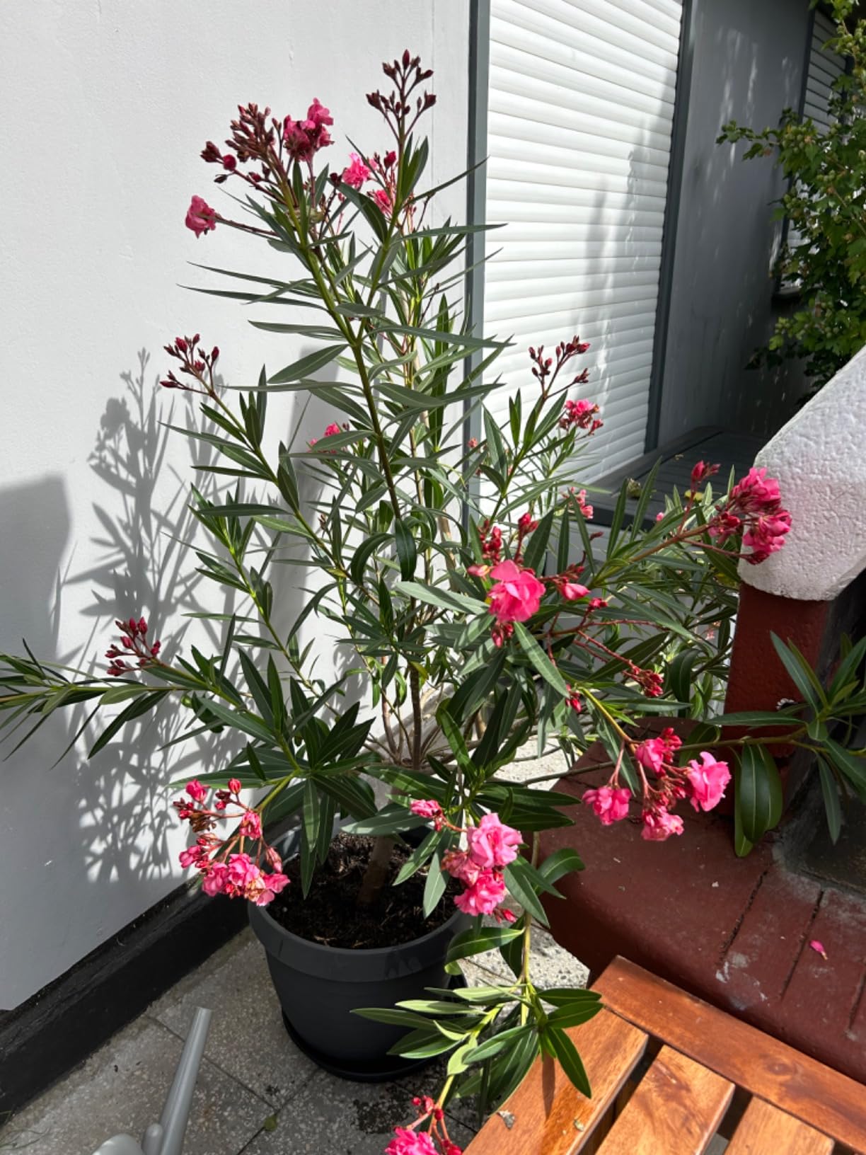 Mediterranes Flair auf Balkon